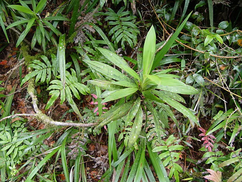 Narrow Leaved Cordyline (Cordyline Stricta) — tree with lavender blooms