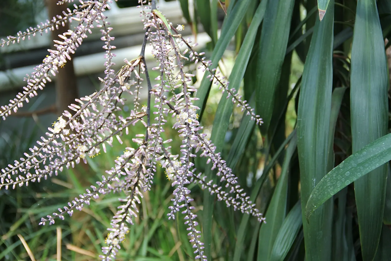 Narrow Leaved Cordyline (Cordyline Stricta) — scientifically named Cordyline stricta; tree for full or half