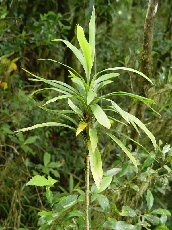 Narrow Leaved Cordyline (Cordyline Stricta) — tree for full or half