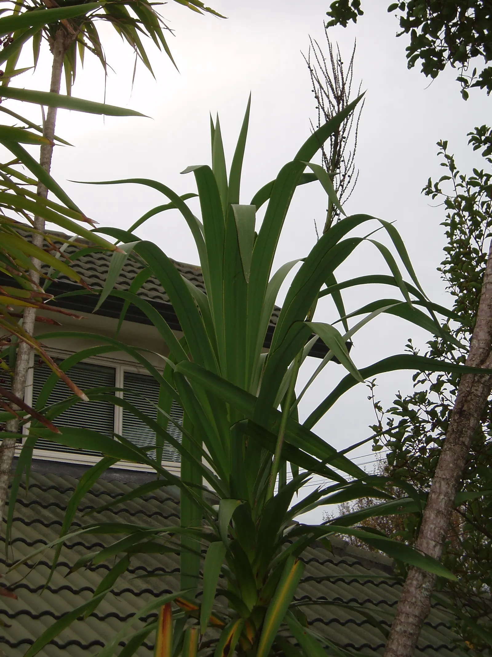Narrow Leaved Cordyline (Cordyline Stricta) — creating a fountain-like effect