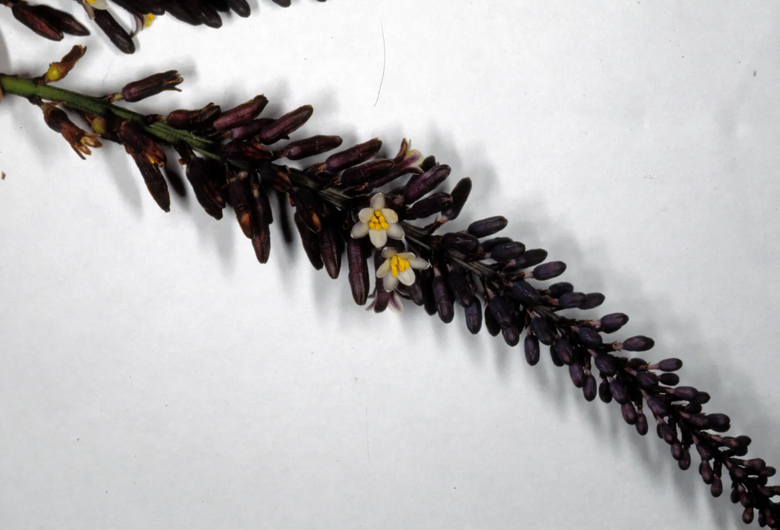 Narrow Leaved Cordyline (Cordyline Stricta) — scientifically named Cordyline stricta