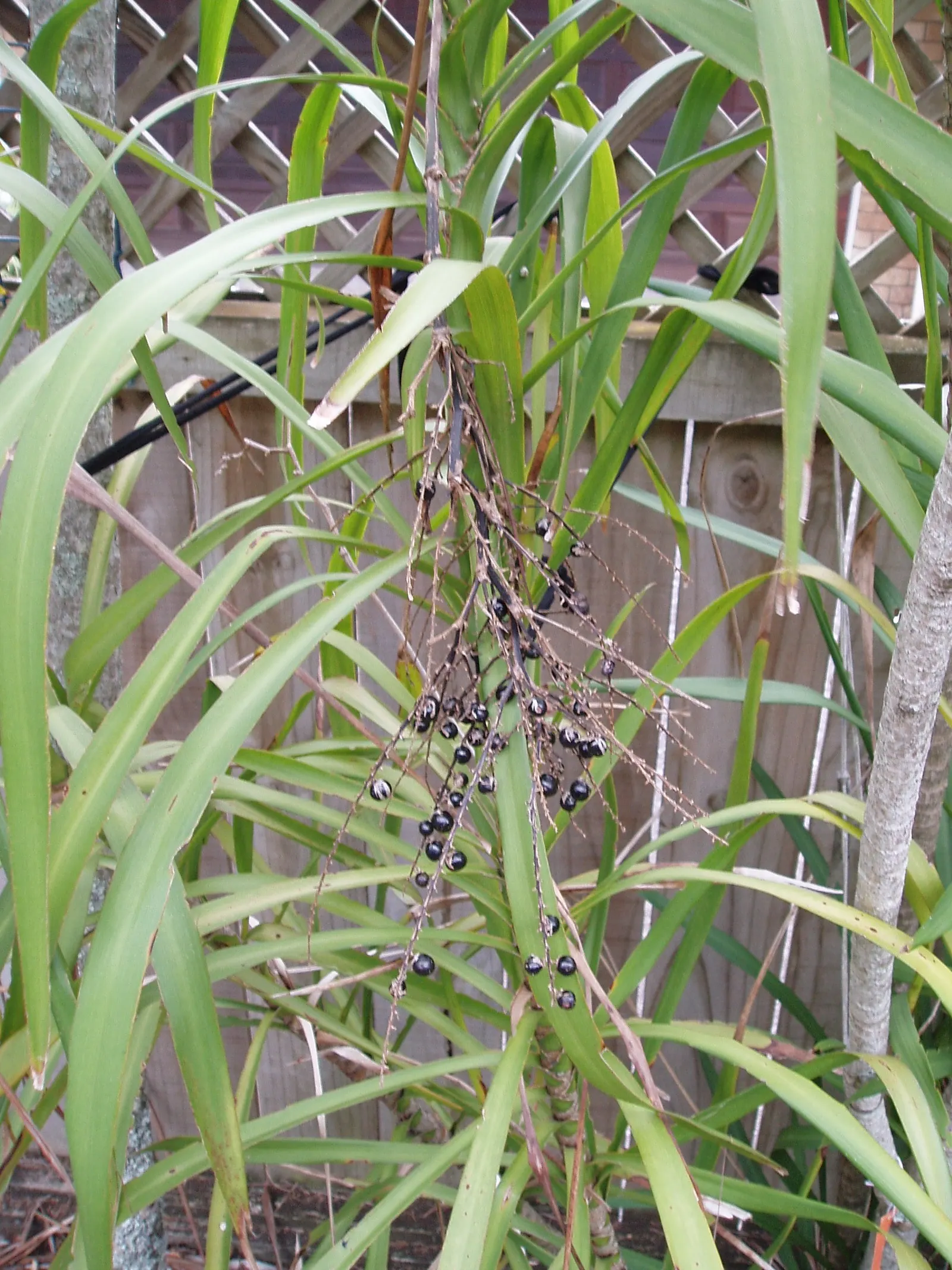 Narrow Leaved Cordyline (Cordyline Stricta) — In summer, it bears small, fragrant, purple flowers, followed by dark berries; as it is sensitive to root rot