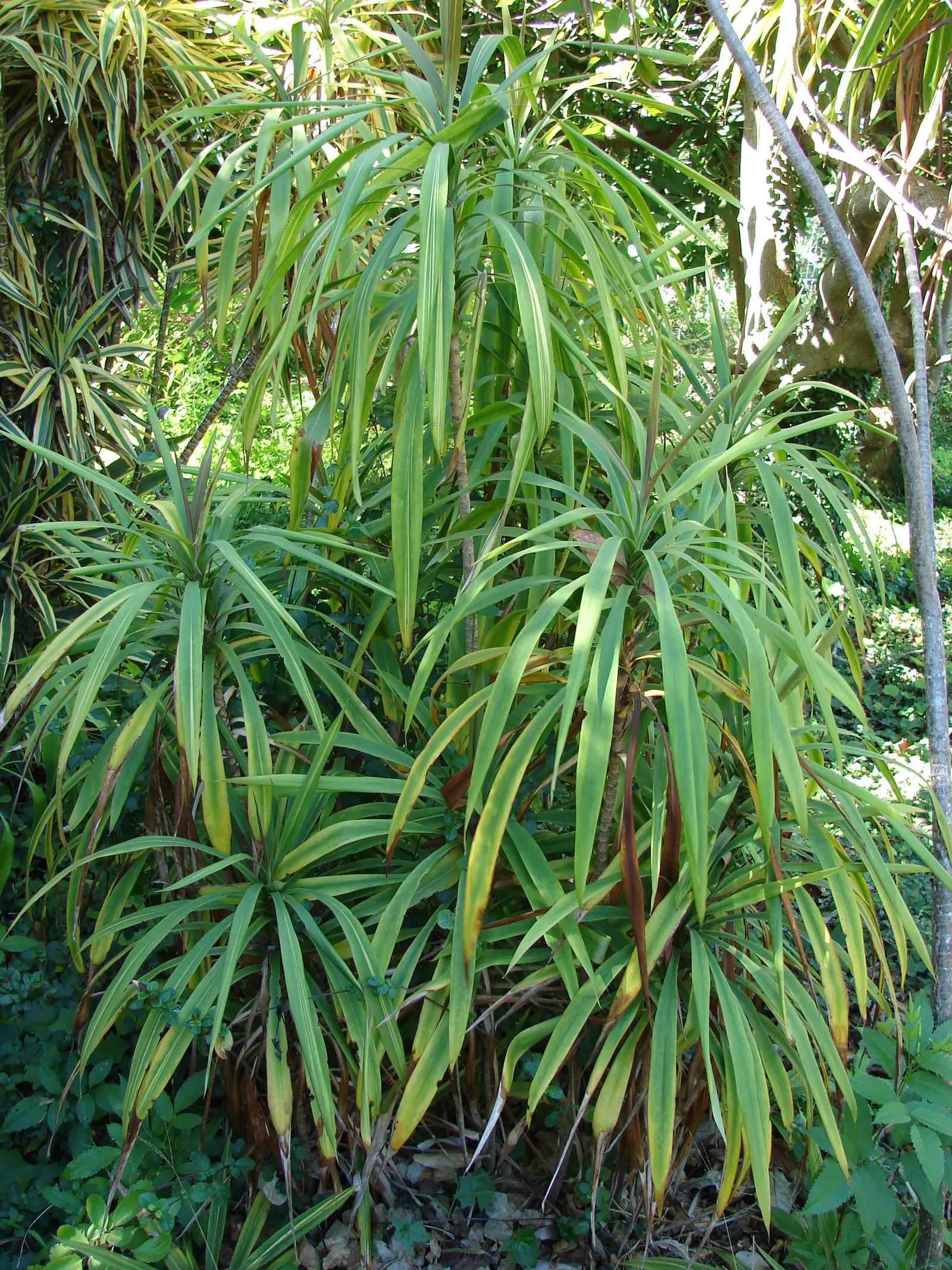 Narrow Leaved Cordyline (Cordyline Stricta) — The Narrow Leaved Palm Lily; it should be watered regularly