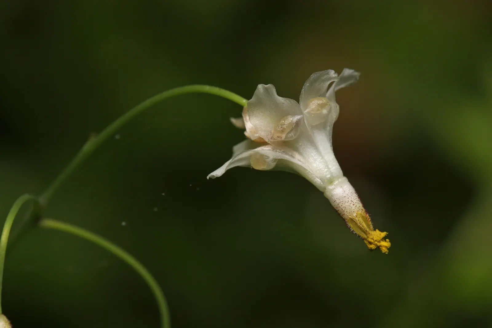 Inside-out Flower (Vancouveria Hexandra) — which are divided into three leaflets