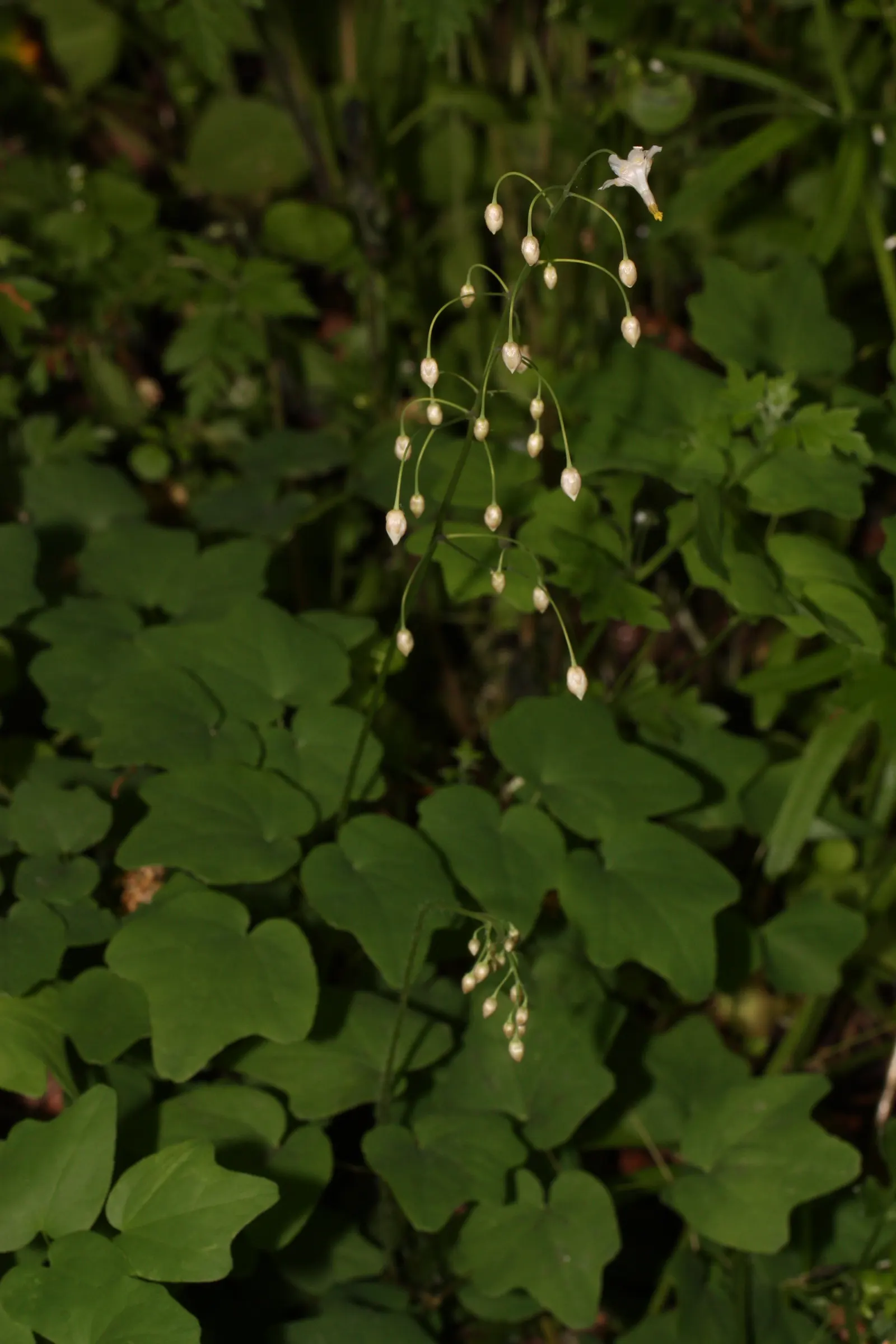 Inside-out Flower (Vancouveria Hexandra) — Prefers moist, well-drained soil and resists deer; a charming understory beneath larger plants