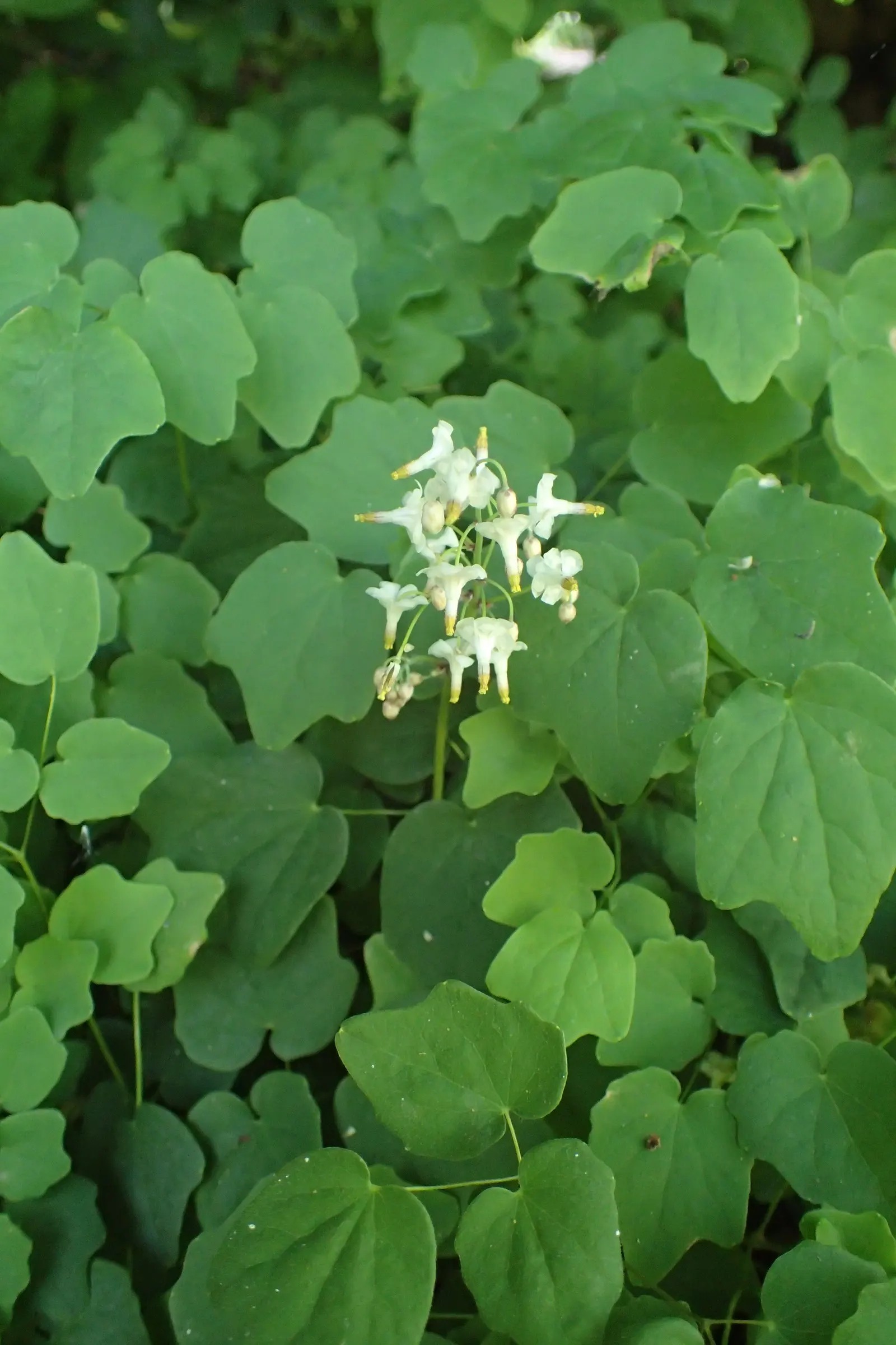 Inside-out Flower (Vancouveria Hexandra) — it is quite drought-tolerant