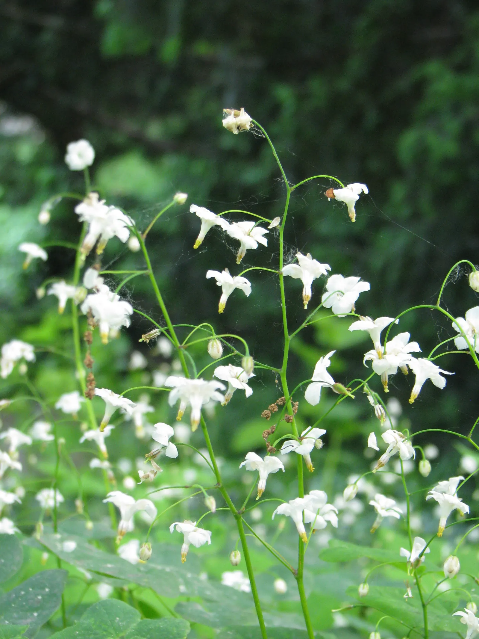Inside-out Flower (Vancouveria Hexandra) — This herbaceous perennial is lauded for its lush, delicate foliage and its resilience in shade gardens