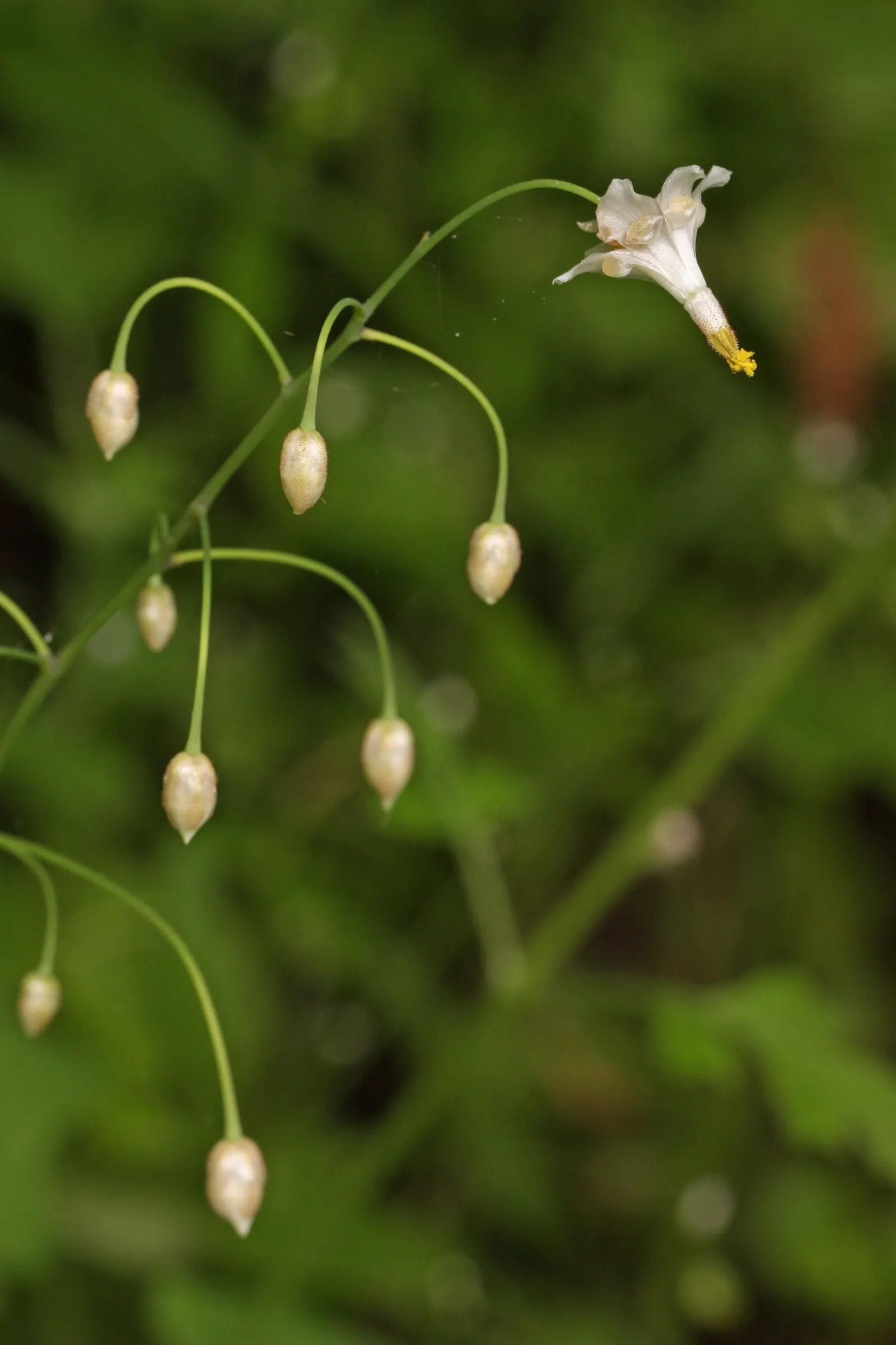 Inside-out Flower (Vancouveria Hexandra) — Mature plants typically reach a height of 12 to 18 inches