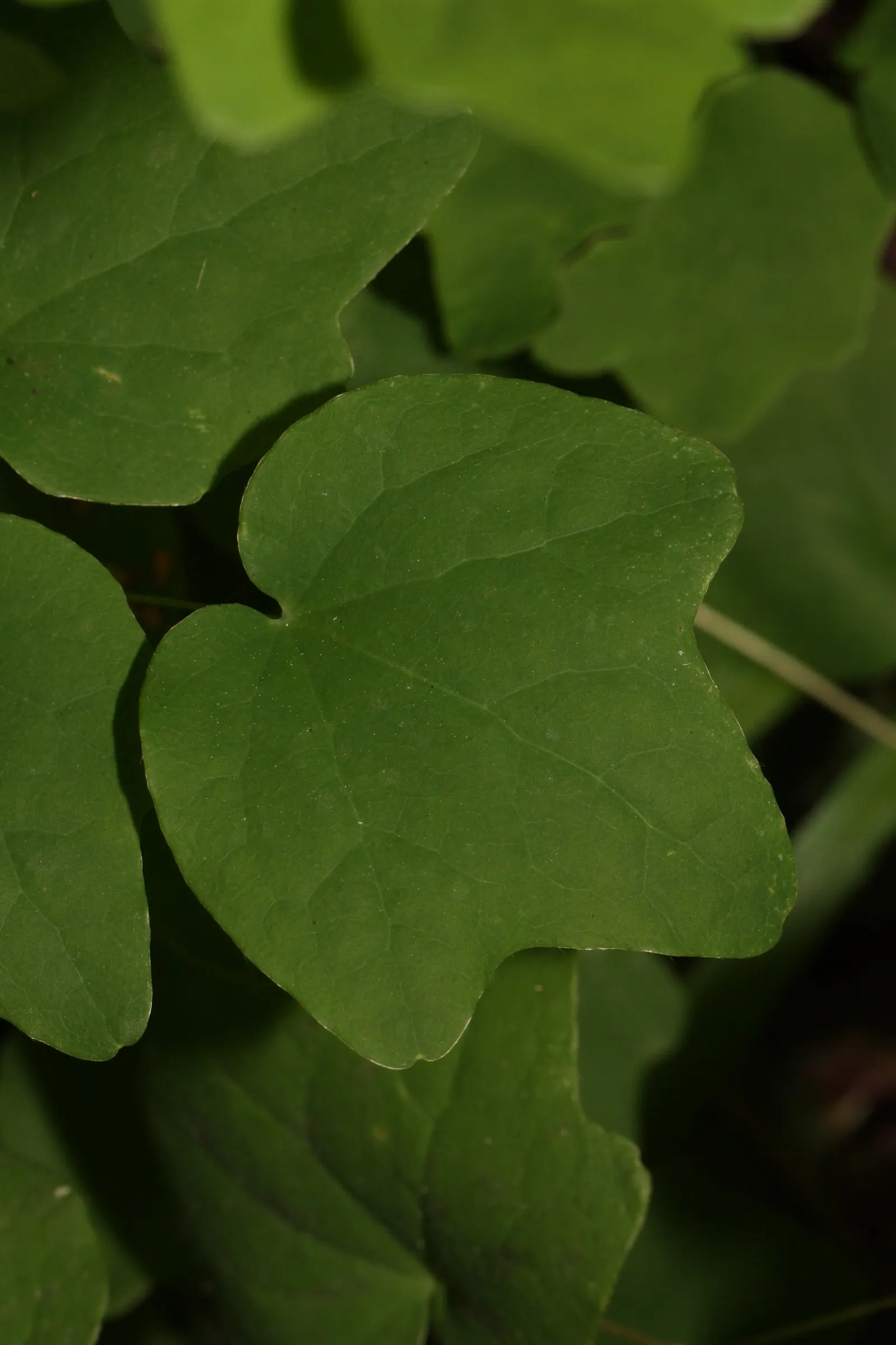 Inside-out Flower (Vancouveria Hexandra) — it forms an elegant ground cover up to 18 inches tall and spreads to 24 inches wide