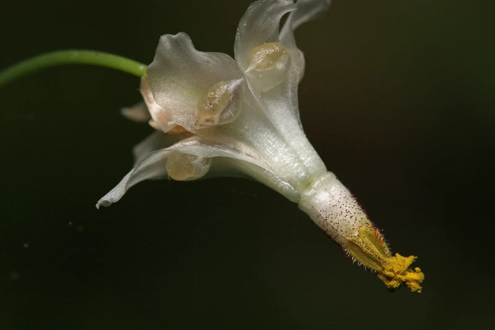 Inside-out Flower (Vancouveria Hexandra) — Ideal for use under shade trees