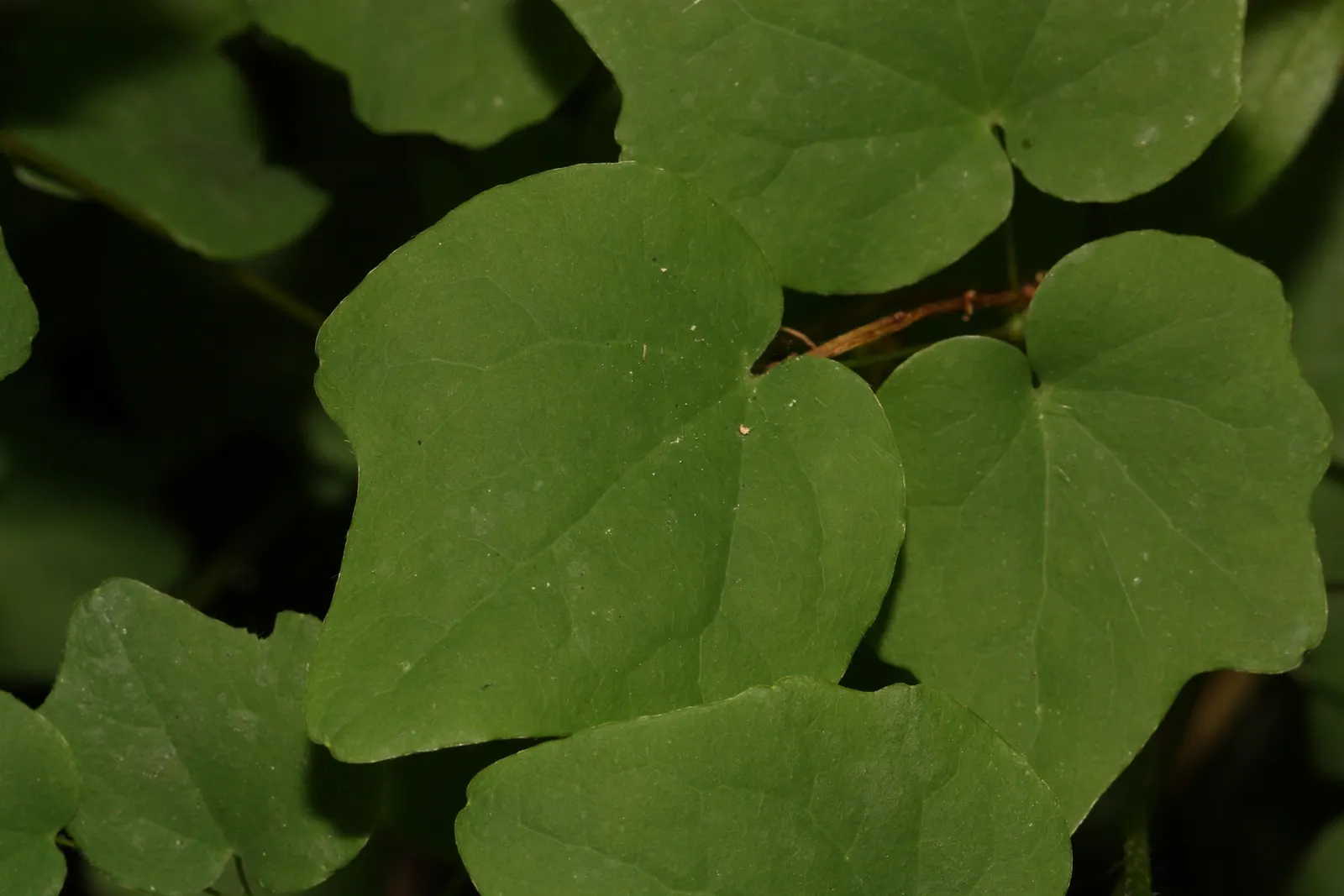 Inside-out Flower (Vancouveria Hexandra) — Thriving in USDA zones 5-9
