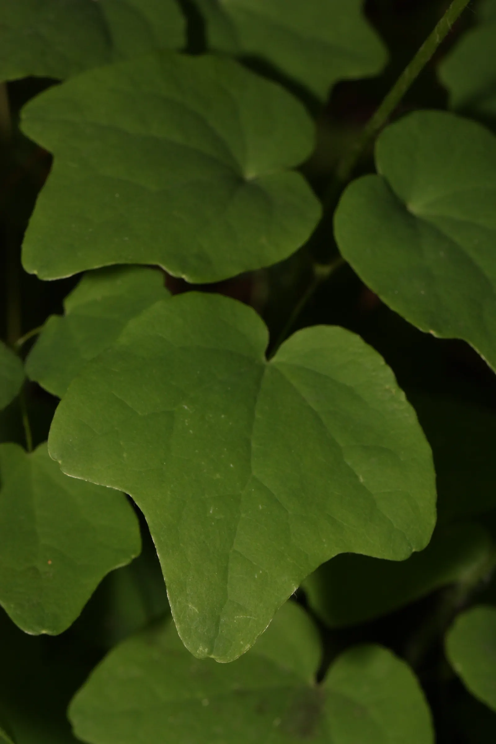 Inside-out Flower (Vancouveria Hexandra) — commonly called American Barrenwort