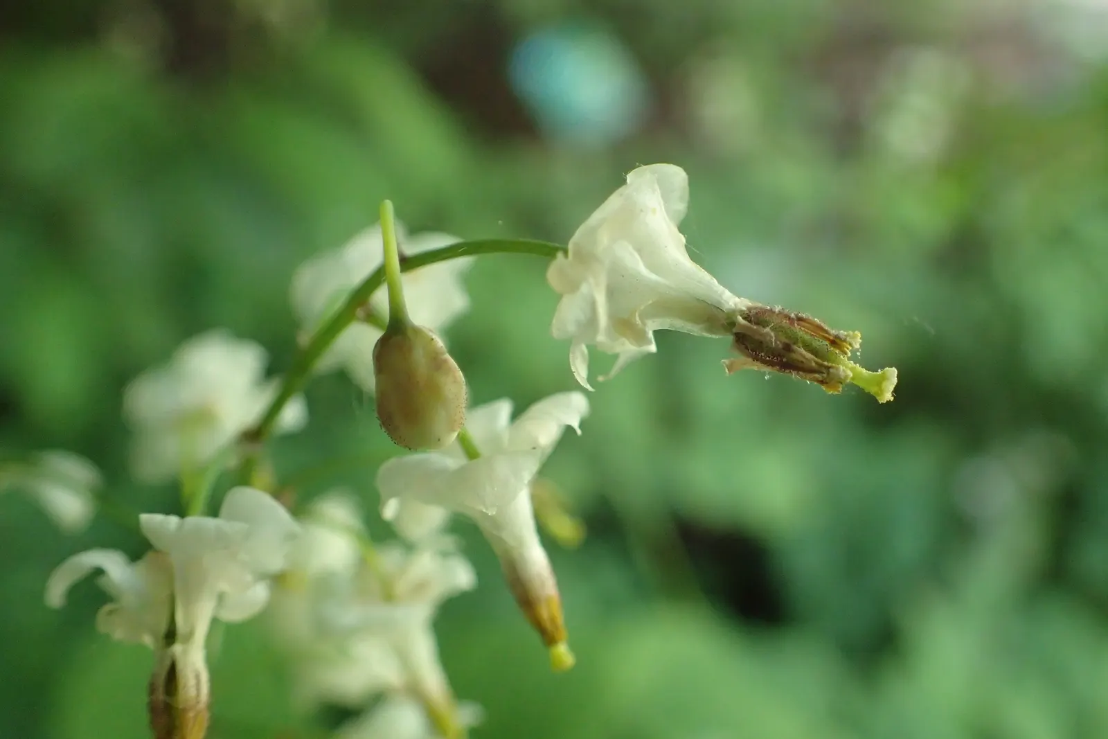 Inside-out Flower (Vancouveria Hexandra) — white flowers in the garden