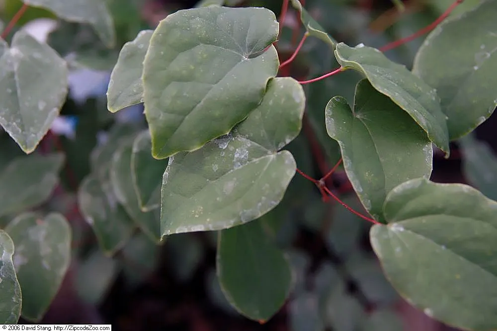 Inside-out Flower (Vancouveria Hexandra) — botanically named Vancouveria hexandra