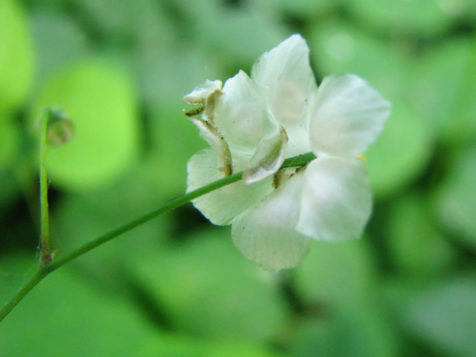 Inside-out Flower (Vancouveria Hexandra) — The flowers offer subtle visual interest that belies their size