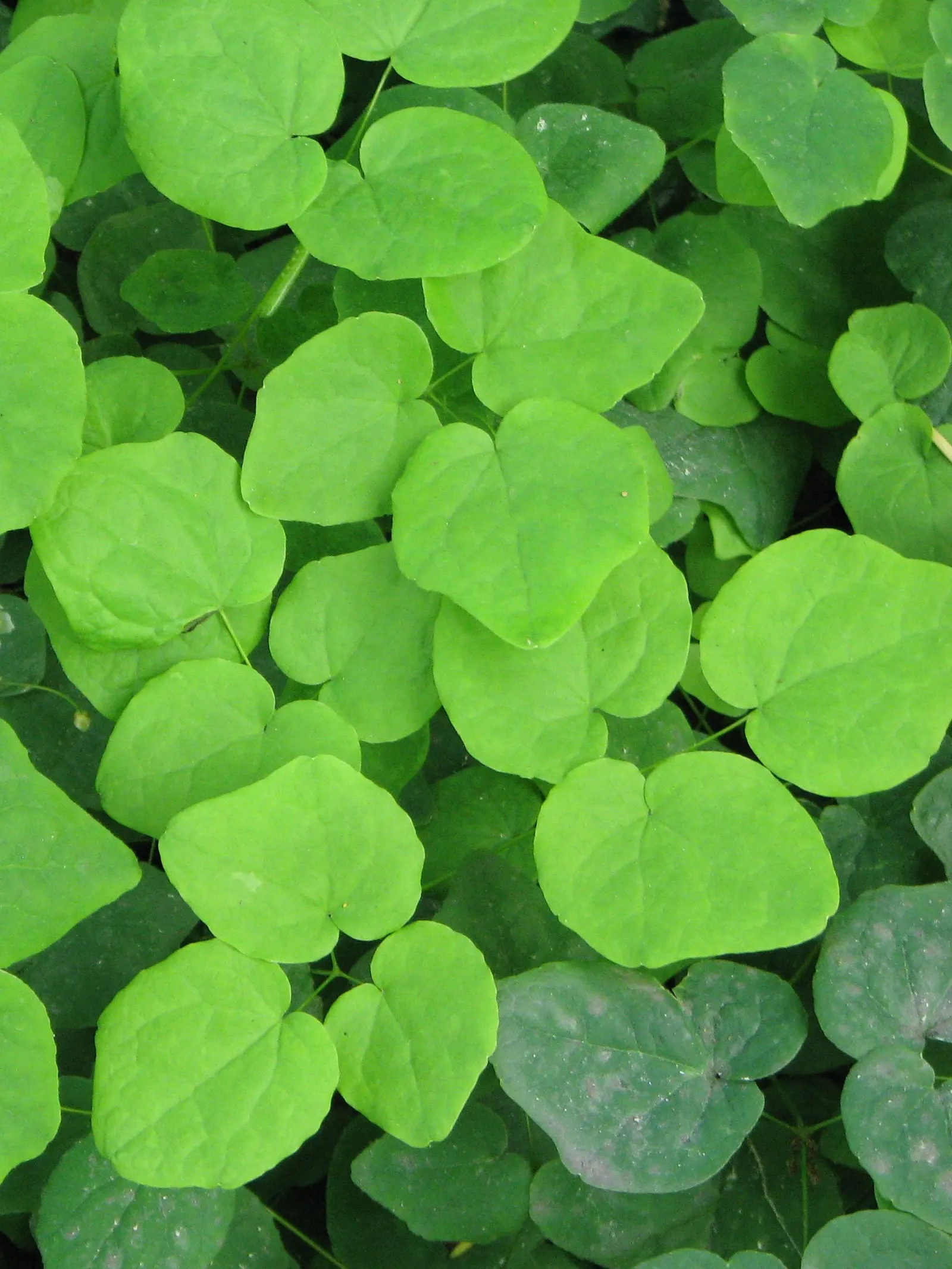 Inside-out Flower (Vancouveria Hexandra) — six-petaled flowers that dangle gracefully above the foliage on wiry stems
