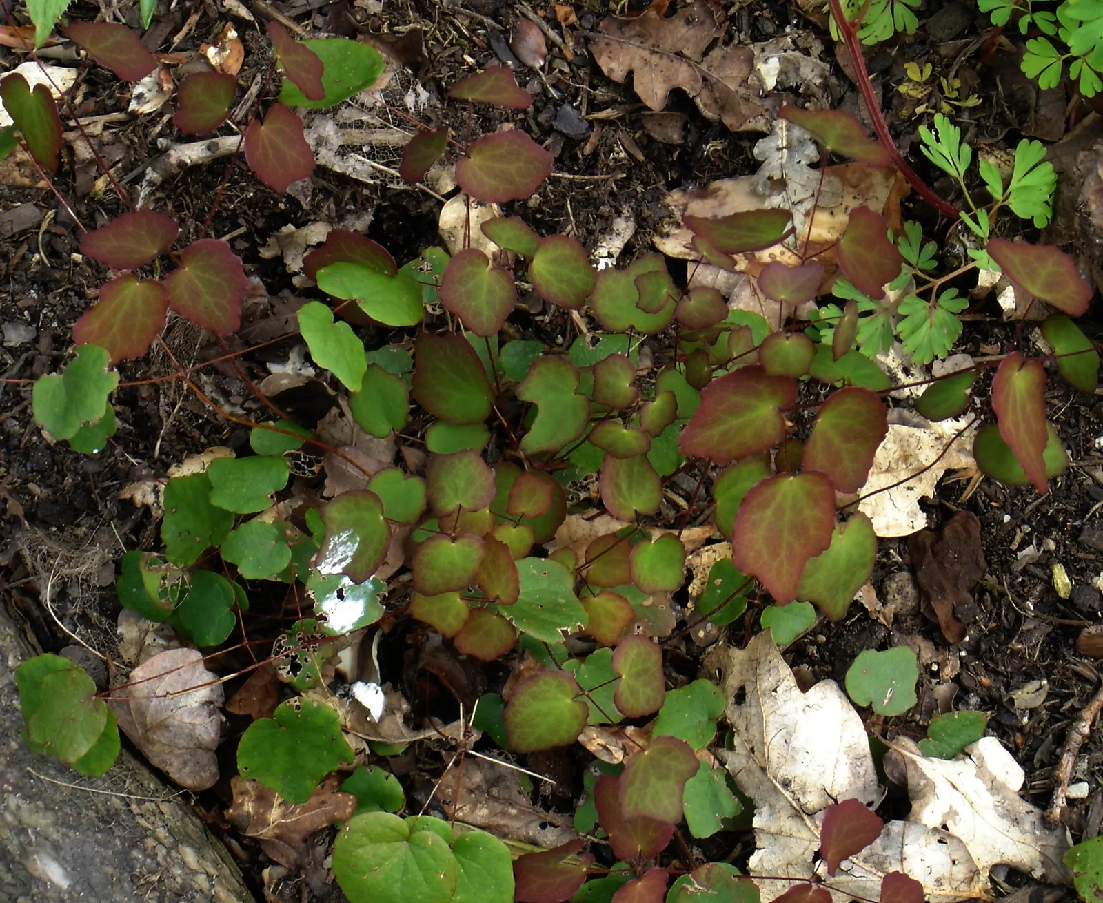 Inside-out Flower (Vancouveria Hexandra) — the American Barrenwort sports trifoliate leaves