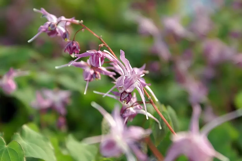 Inside-out Flower (Vancouveria Hexandra) — In late spring, diminutive white flowers dance atop wiry stems, enhancing dappled shade gardens