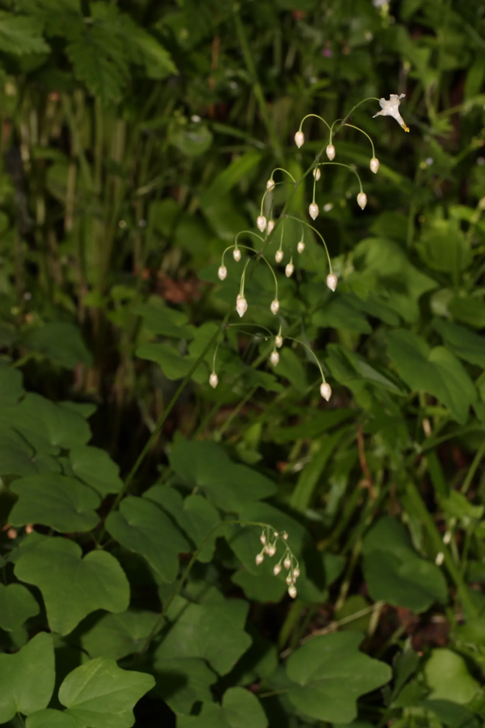 Inside-out Flower (Vancouveria Hexandra) — intricate foliage resembling miniature duck feet