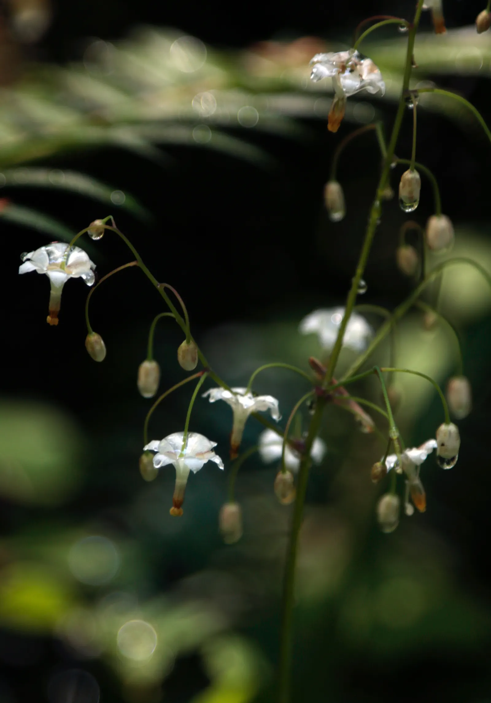 Inside-out Flower (Vancouveria Hexandra) — is a rhizomatous perennial