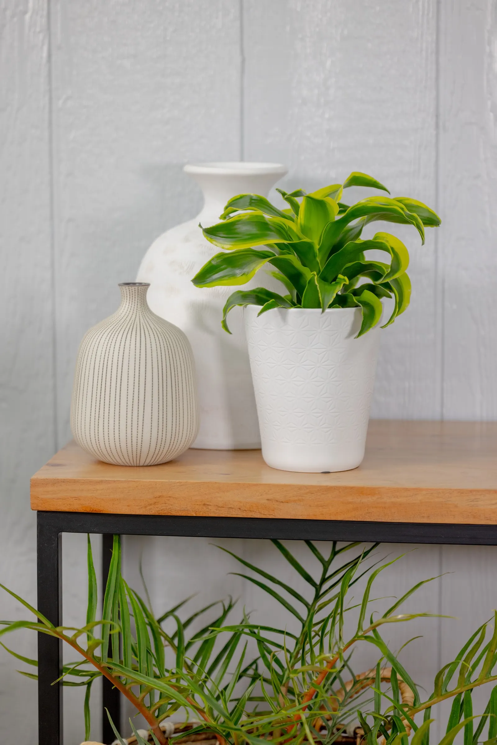 Stingray Star™ Corn Plant (Dracaena sp.) — Stingray Star™ Corn Plant, or Dracaena sp