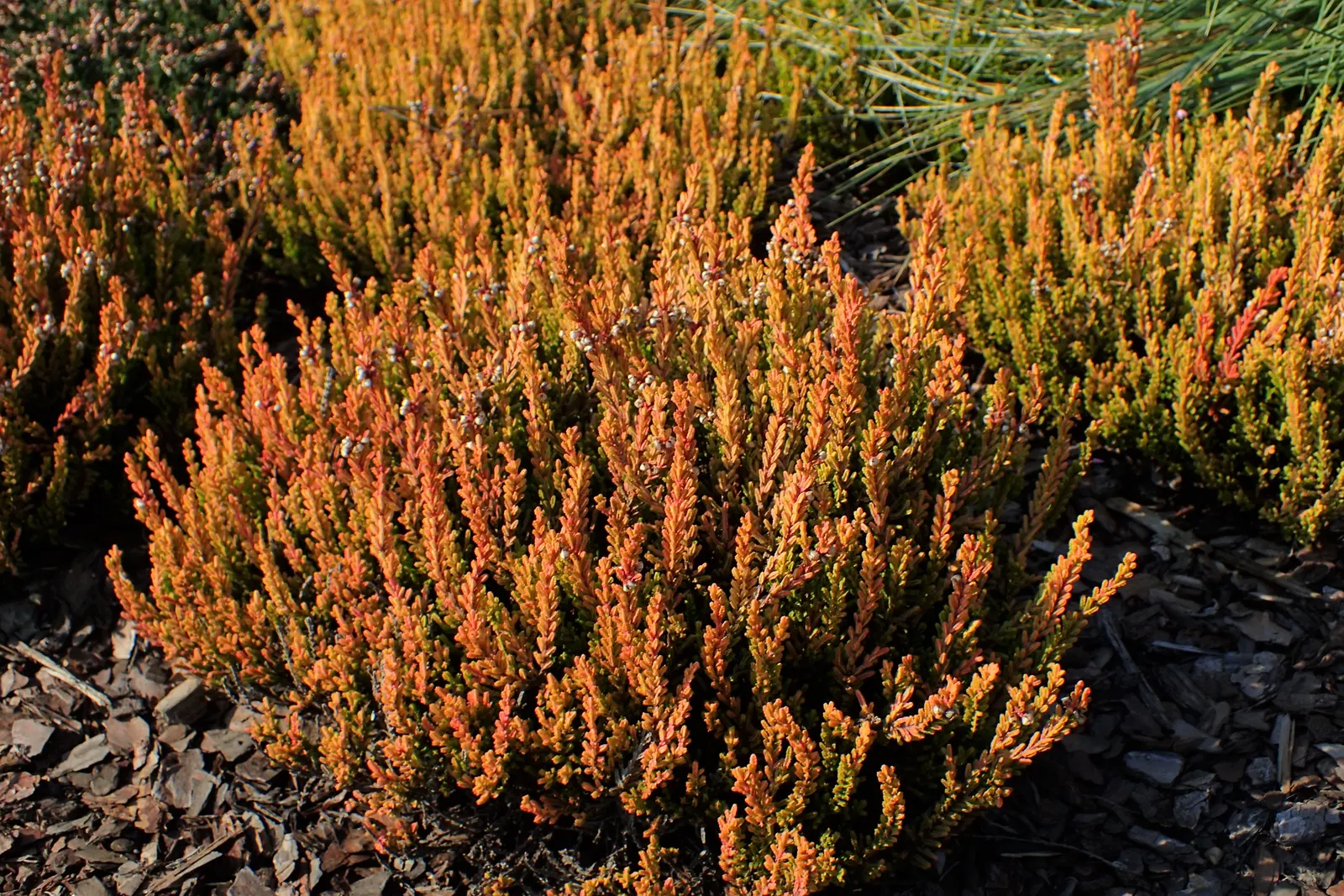 Winter Chocolate Heather (Calluna Vulgaris 'Winter Chocolate') — Prefers well-drained, acidic soil and full sun to partial shade