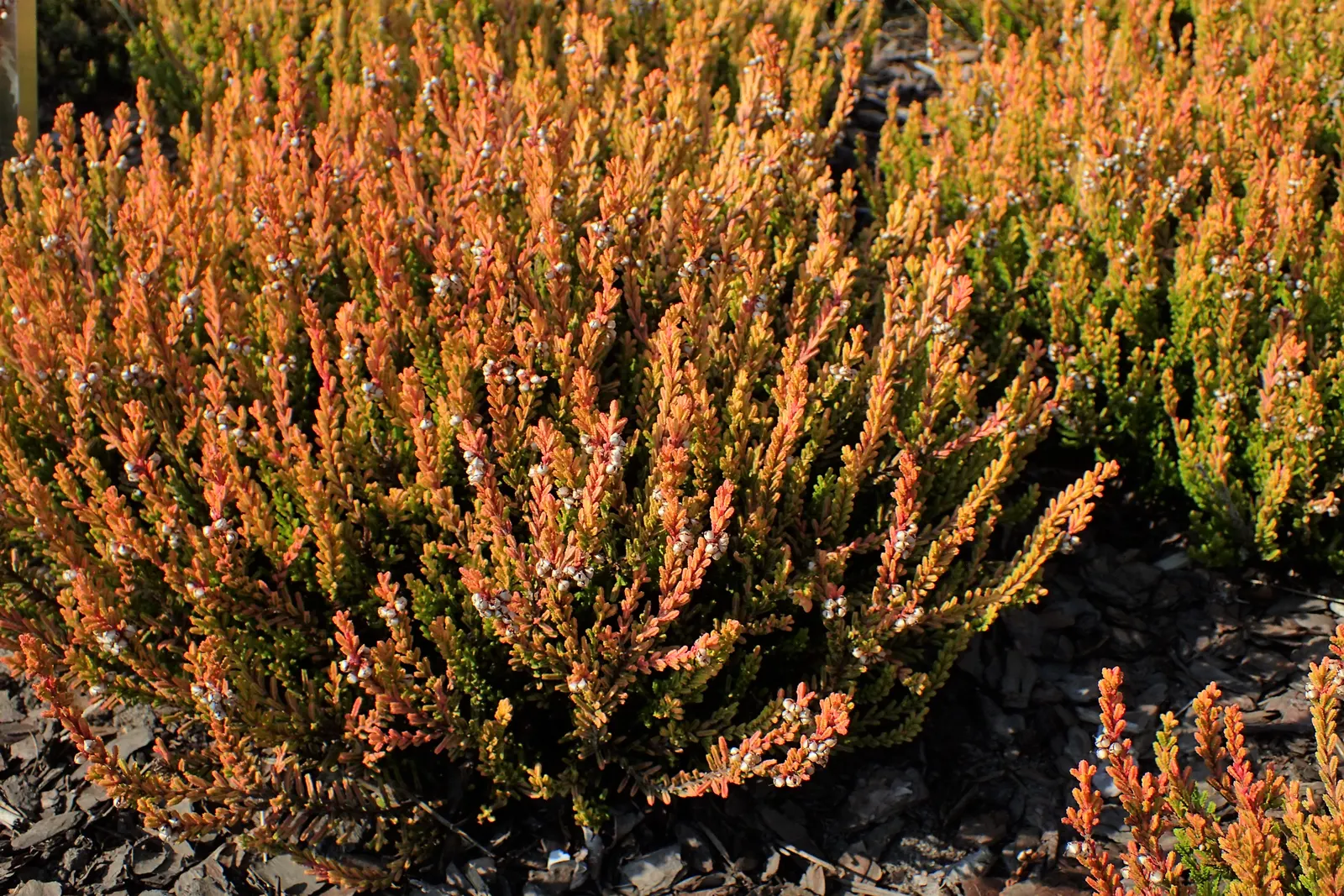 Winter Chocolate Heather (Calluna Vulgaris 'Winter Chocolate') — Thriving in zones 4-7, it reaches a modest 20 inches in height and spread