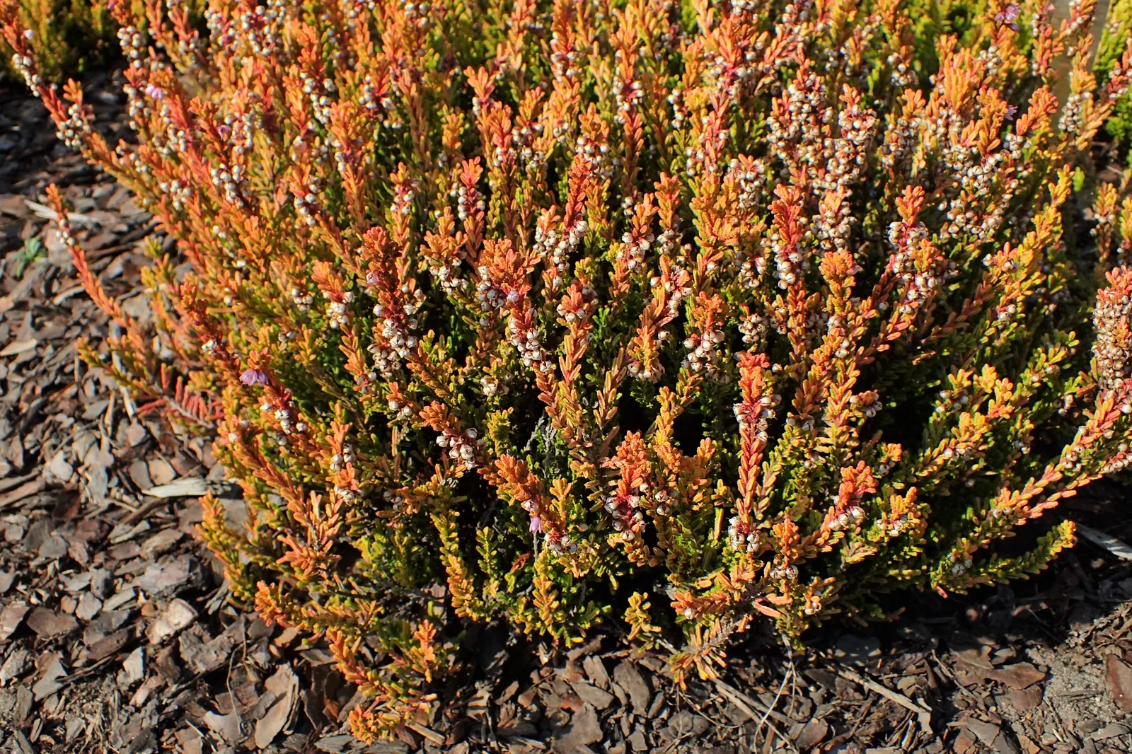 Winter Chocolate Heather (Calluna Vulgaris 'Winter Chocolate') — Offers late-summer blooms, ideal for colorful, low-maintenance ground cover or accent planting