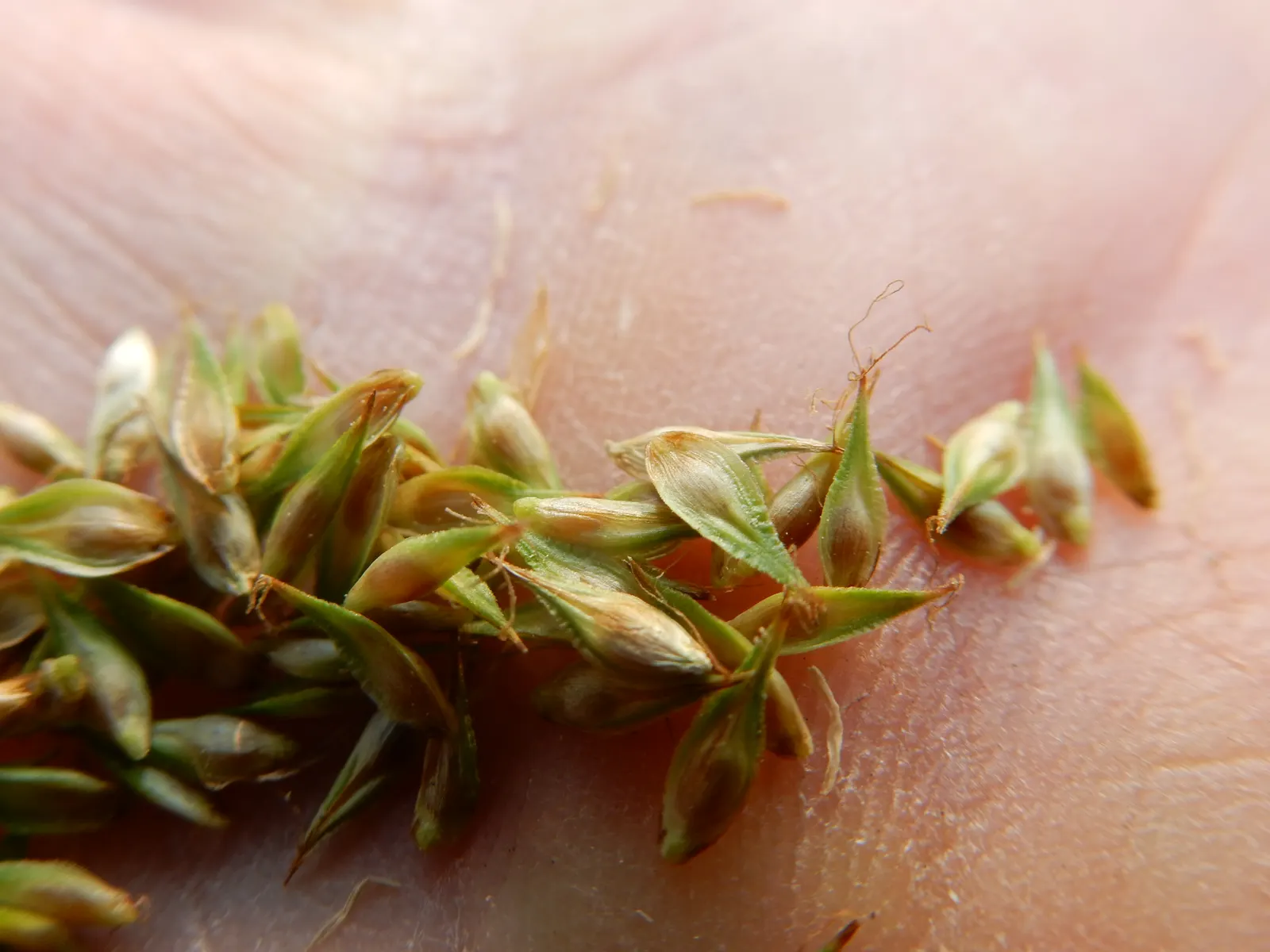 Chamisso Sedge (Carex Pachystachya) — Adaptable to various soils
