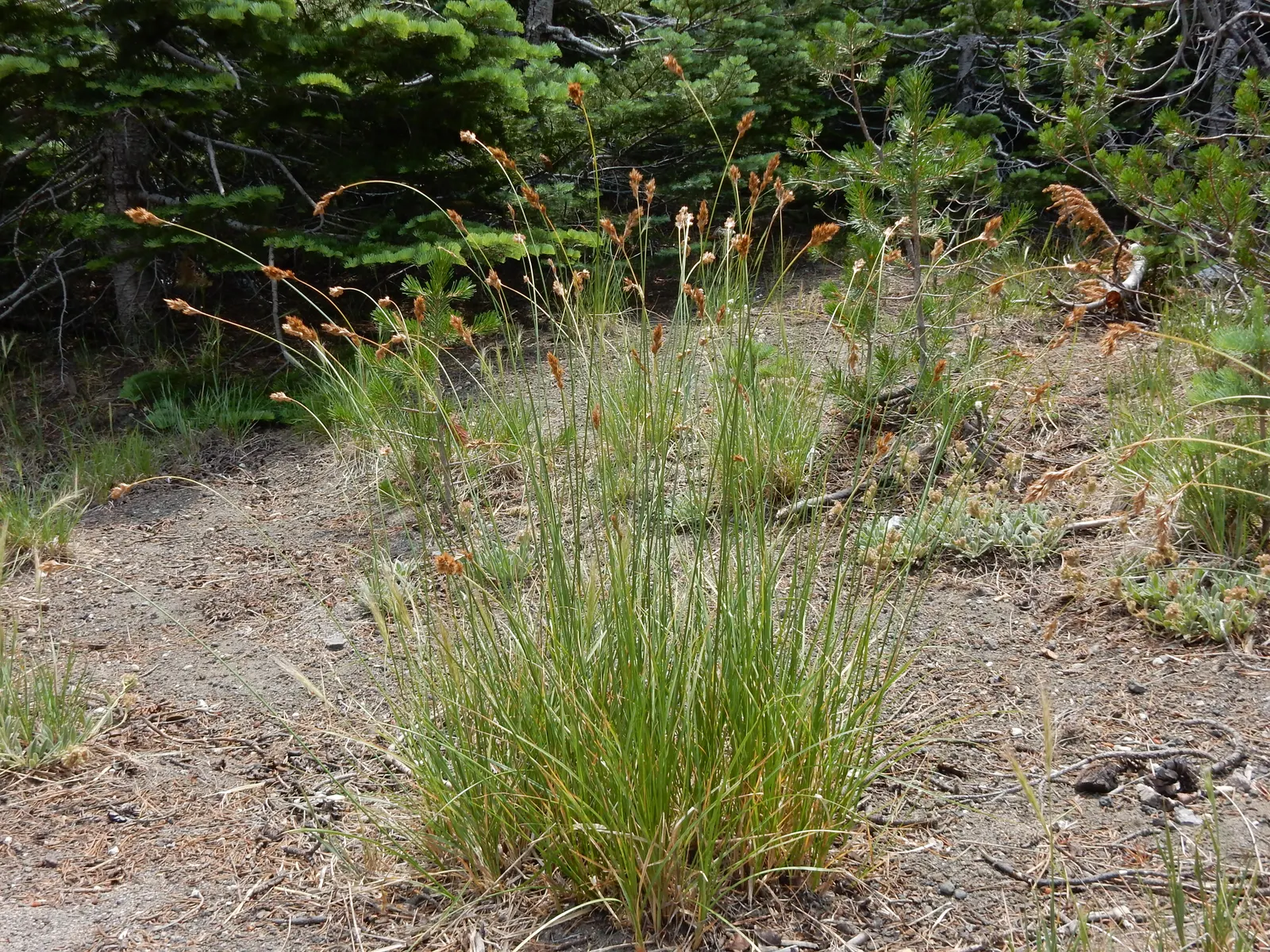 Chamisso Sedge (Carex Pachystachya) — grass with green blooms