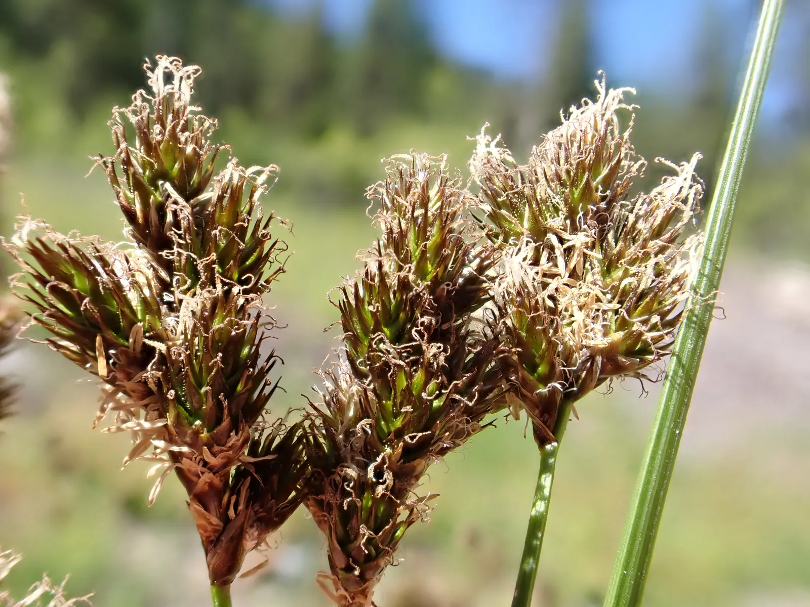 Chamisso Sedge (Carex Pachystachya) — Its distinctive, spiked flower heads emerge in spring, adding textural interest