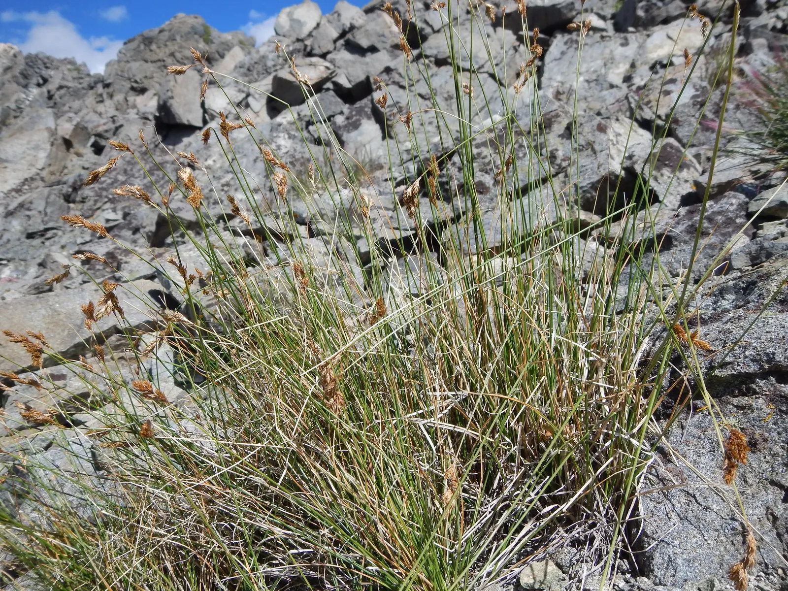 Chamisso Sedge (Carex Pachystachya) — division of the plant in spring or fall is most effective