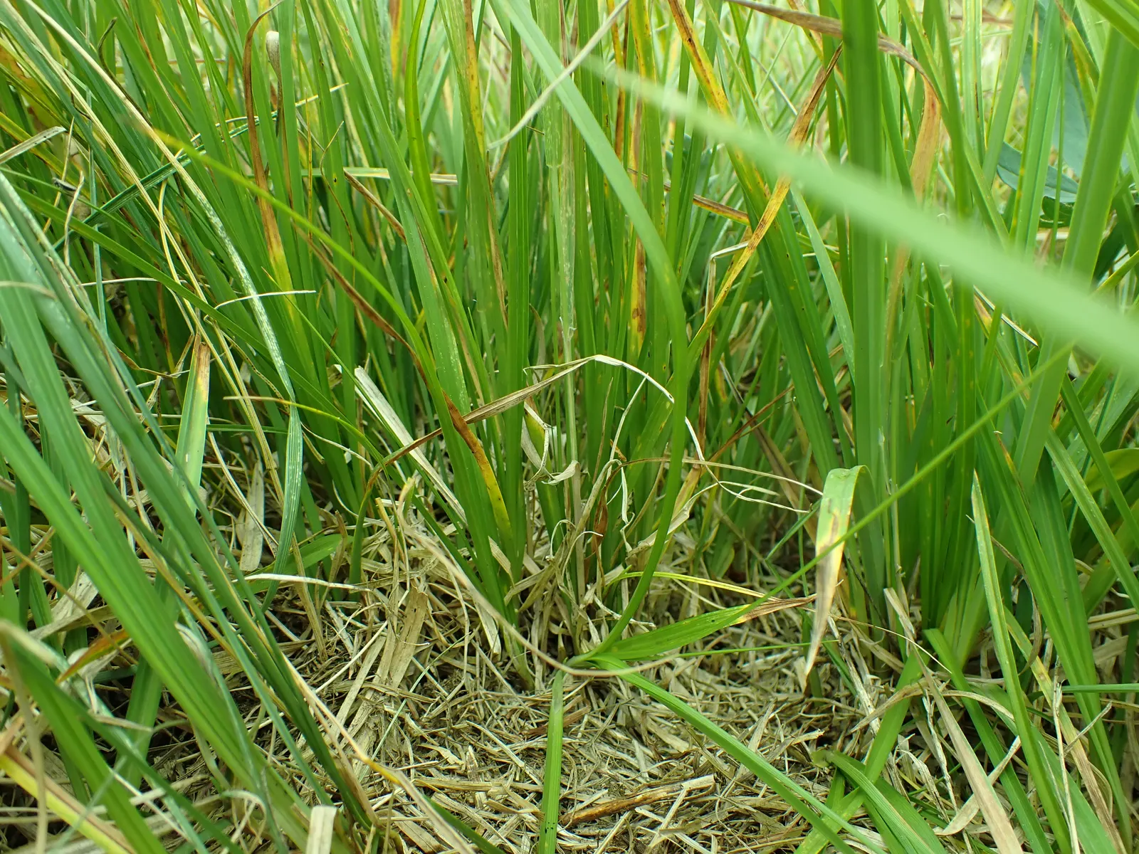 Chamisso Sedge (Carex Pachystachya) — Its distinctive, spiked flower heads emerge in spring, adding textural interest; this plant prefers consistently moist