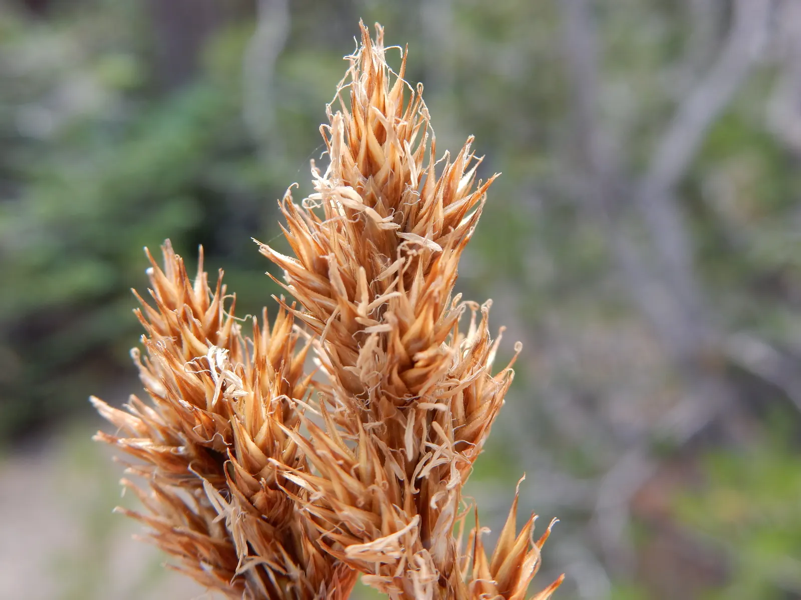 Chamisso Sedge (Carex Pachystachya) — Low maintenance and cold-resistant, it provides year-round greenery; it exhibits optimal growth in partial to full shade