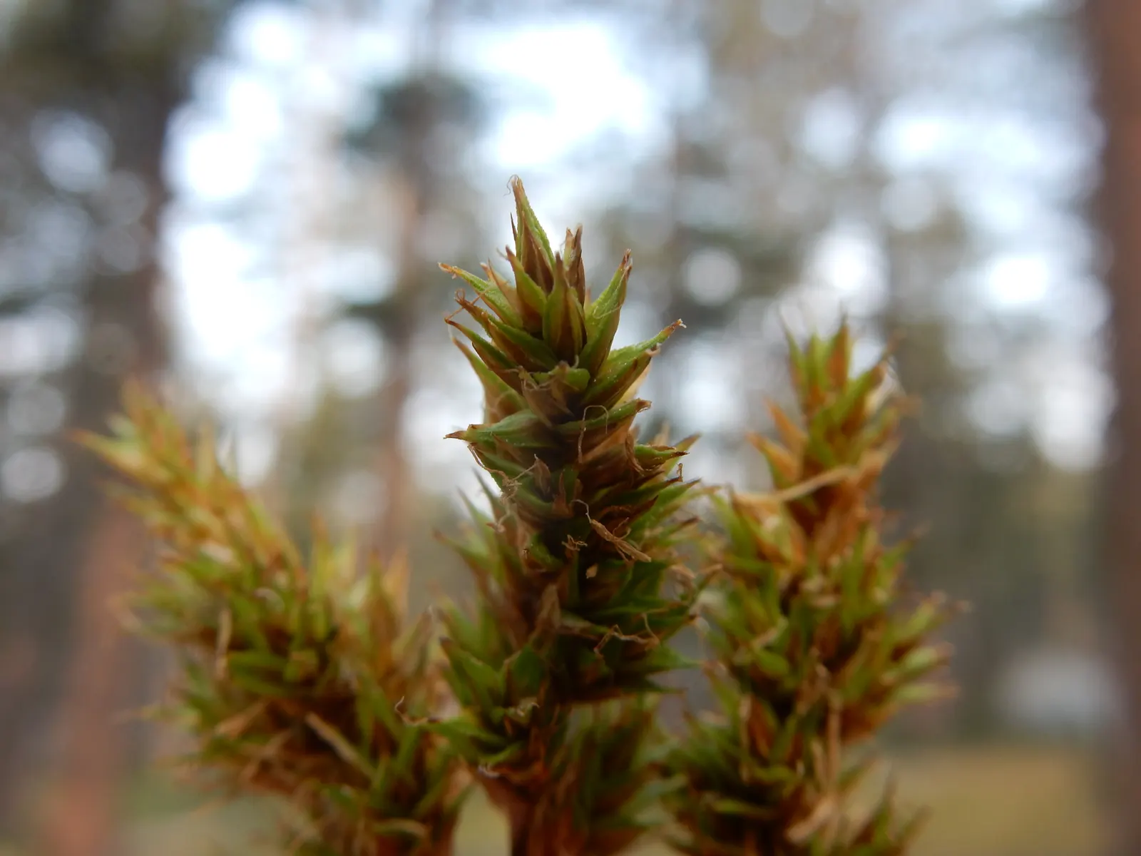 Chamisso Sedge (Carex Pachystachya) — it prefers moist conditions and partial shade