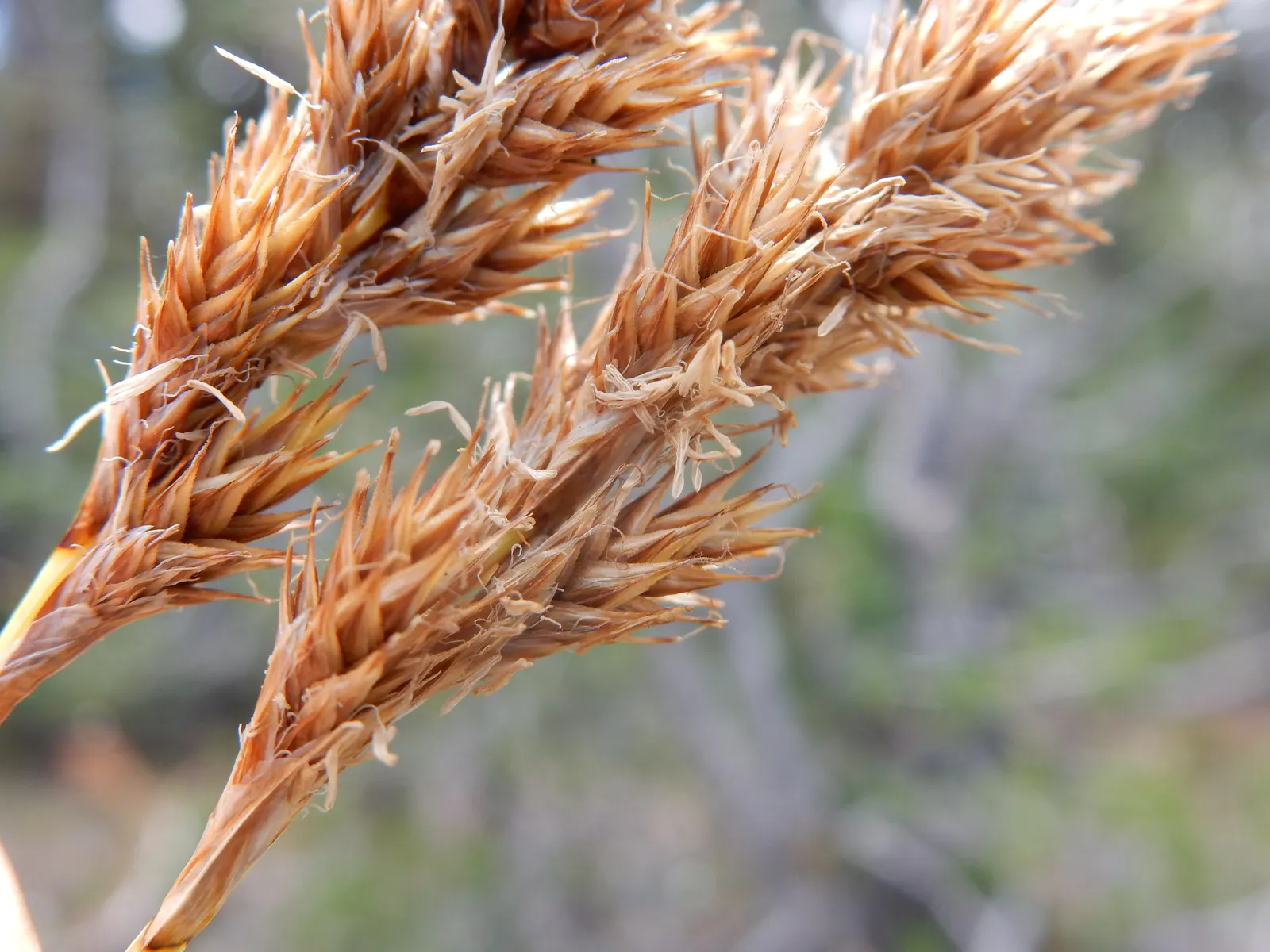 Chamisso Sedge (Carex Pachystachya) — demonstrating a notable cold tolerance