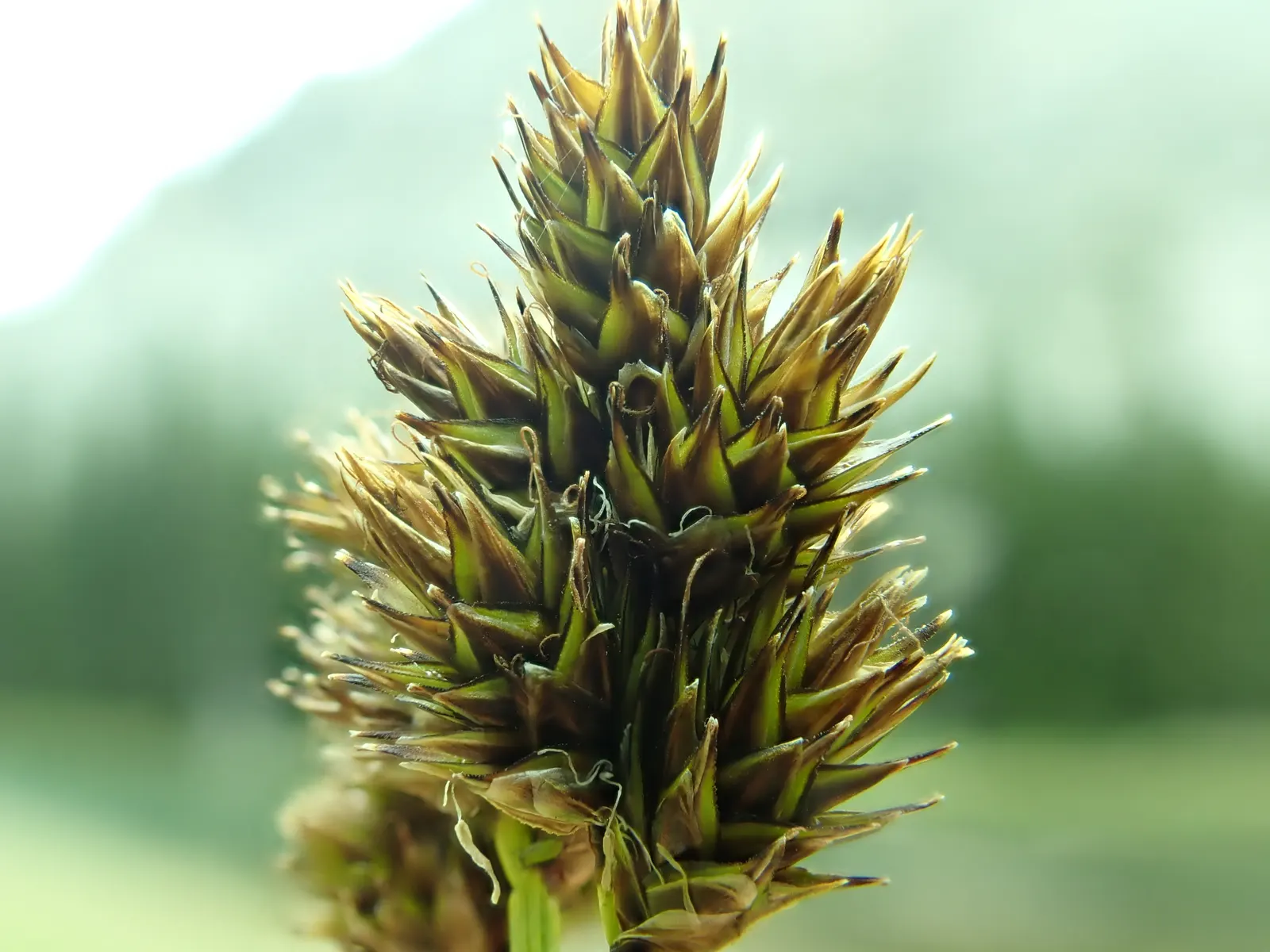 Chamisso Sedge (Carex Pachystachya) — Low maintenance and cold-resistant, it provides year-round greenery