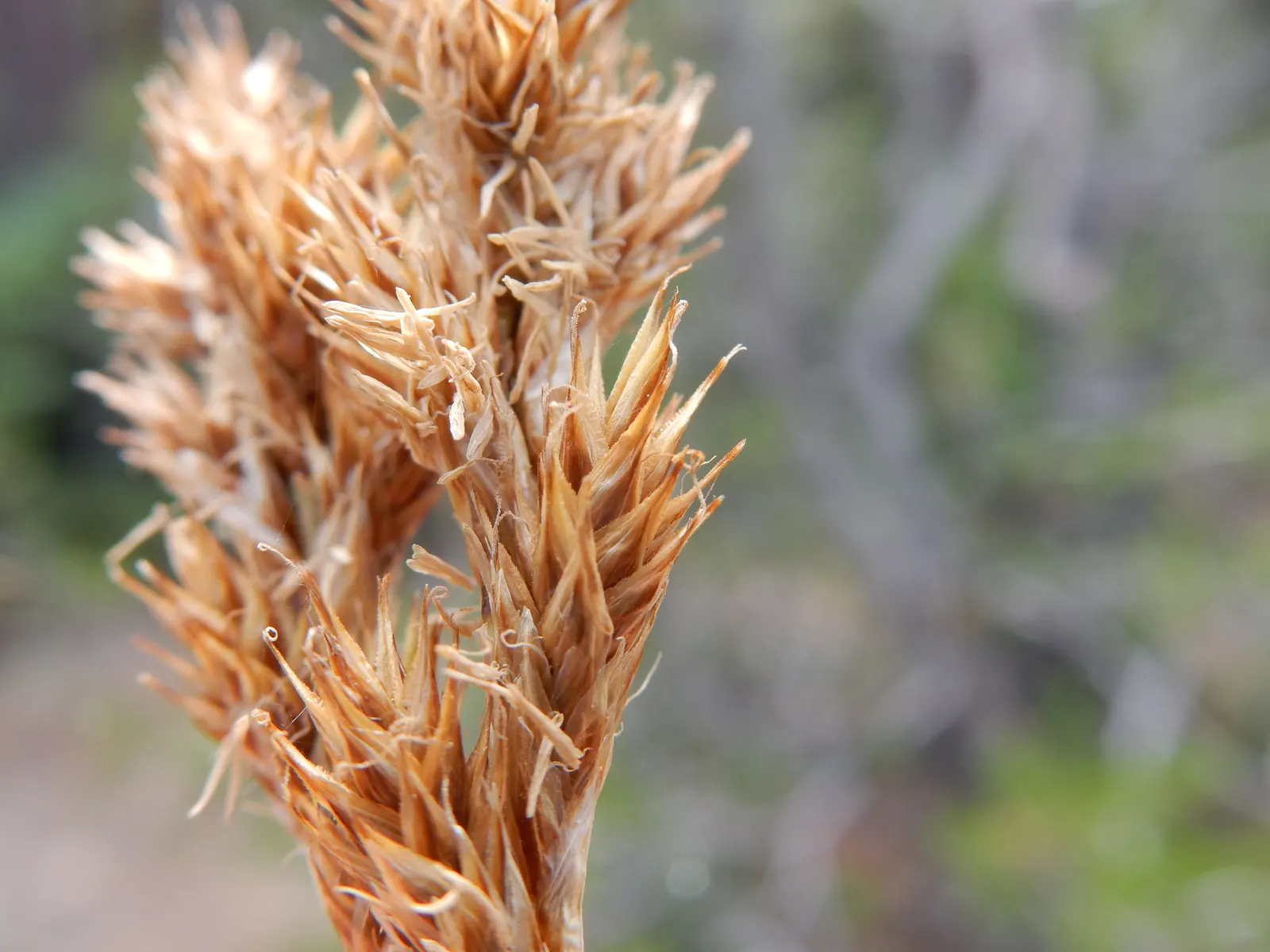 Chamisso Sedge (Carex Pachystachya) — This sedge species is distinguished by its dense; is an enduringly fresh and resilient addition to any landscape