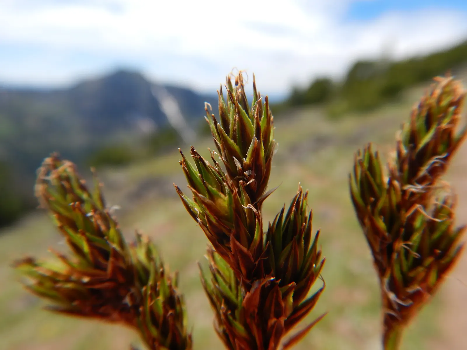 Chamisso Sedge (Carex Pachystachya) — This plant prefers consistently moist
