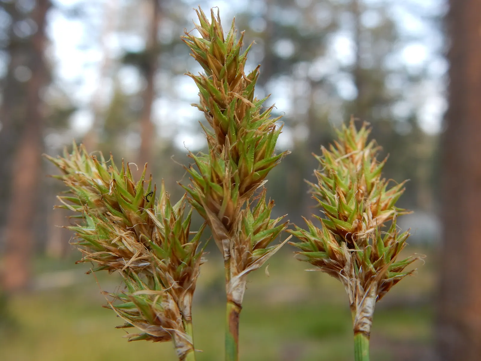 Chamisso Sedge (Carex Pachystachya) — the Chamisso Sedge thrives in USDA hardiness zones 4 through 9