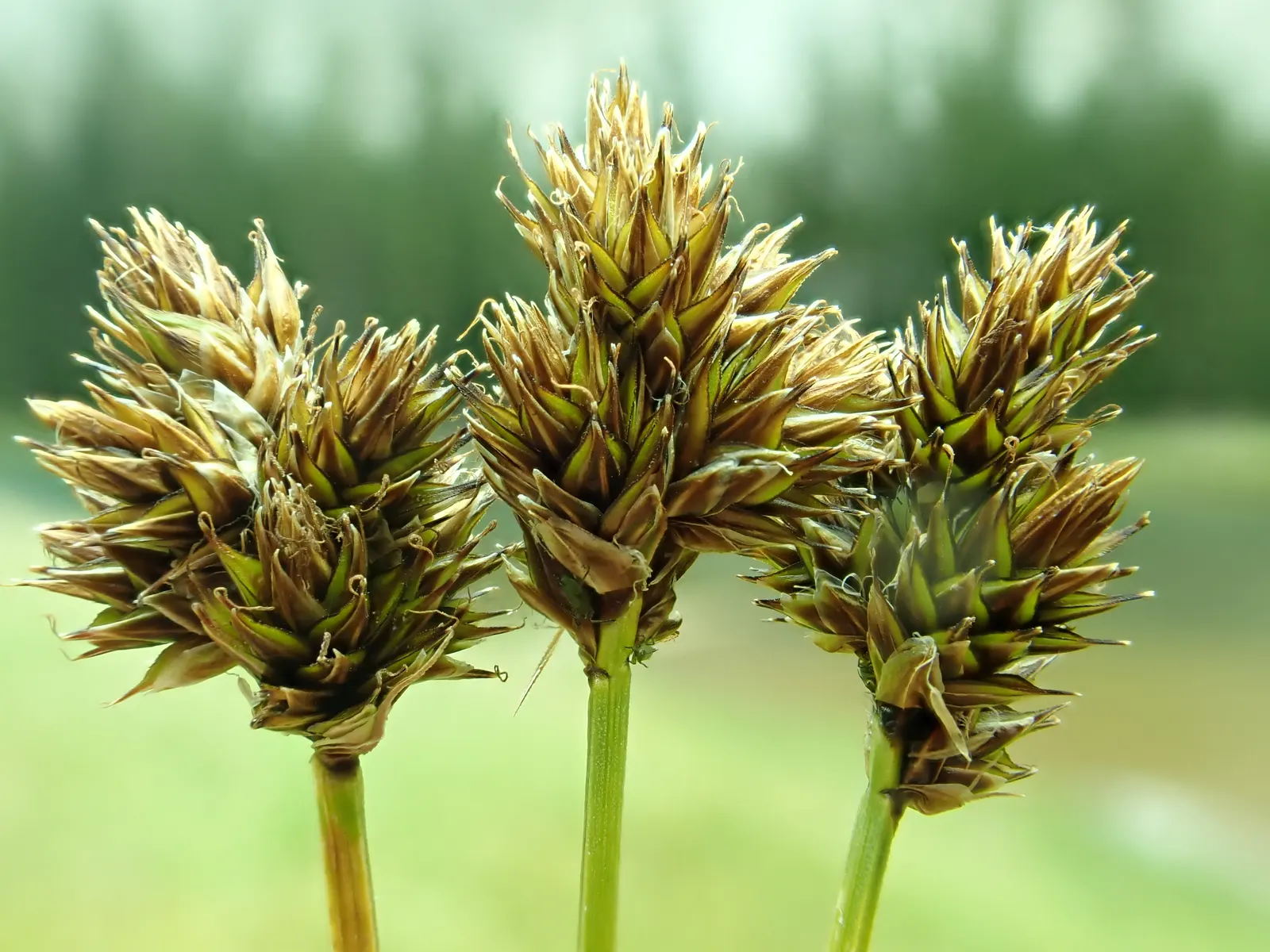 Chamisso Sedge (Carex Pachystachya) — clumping habit with rich green