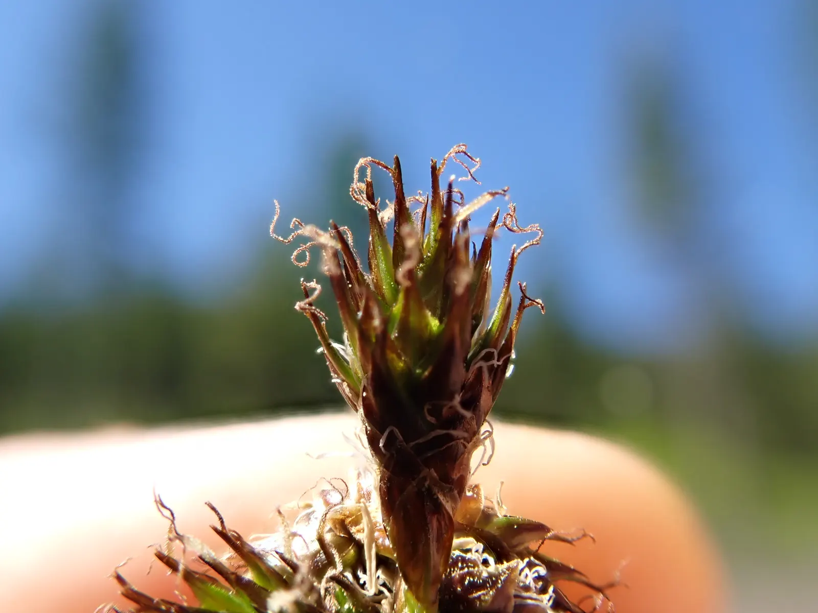 Chamisso Sedge (Carex Pachystachya) — is an enduringly fresh and resilient addition to any landscape; it forms dense, evergreen clumps up to 2 feet tall and