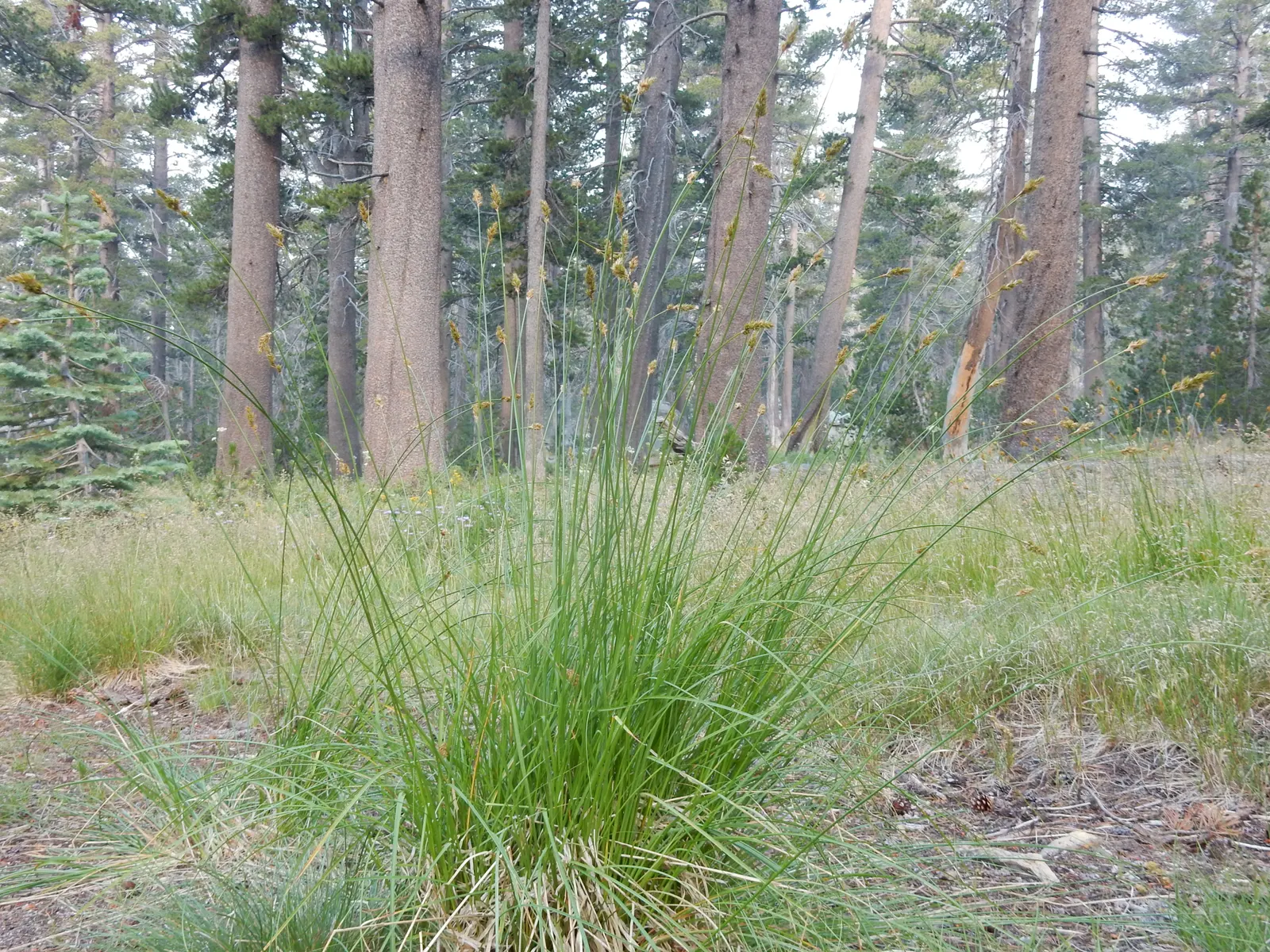 Chamisso Sedge (Carex Pachystachya) — offering subtle visual interest without overshadowing neighboring plants.<br><br>To propagate