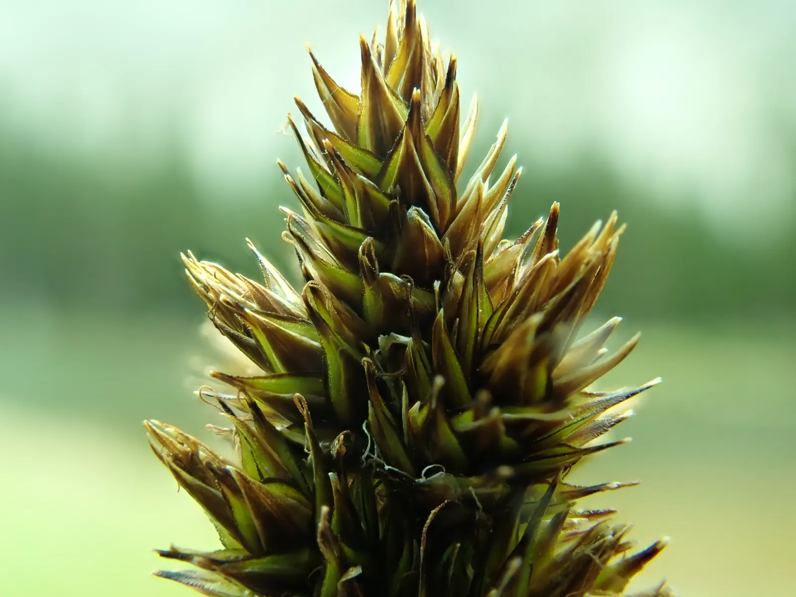 Chamisso Sedge (Carex Pachystachya) — yet manageable garden component
