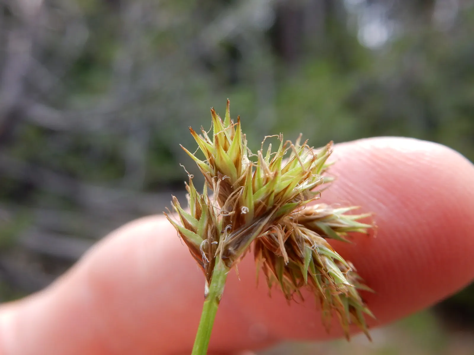 Chamisso Sedge (Carex Pachystachya) — Chamisso Sedge is a practical and attractive choice for gardeners seeking a lush