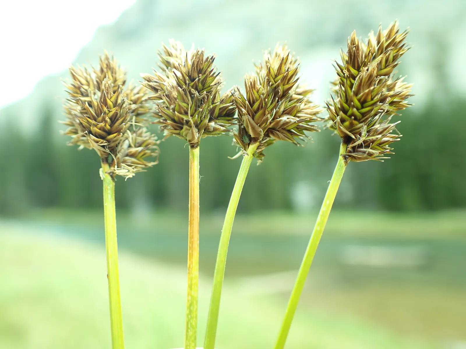 Chamisso Sedge (Carex Pachystachya) — The blades typically grow to a height of 6 to 12 inches with a similar spread; chamisso Sedge (Carex pachystachya) is a