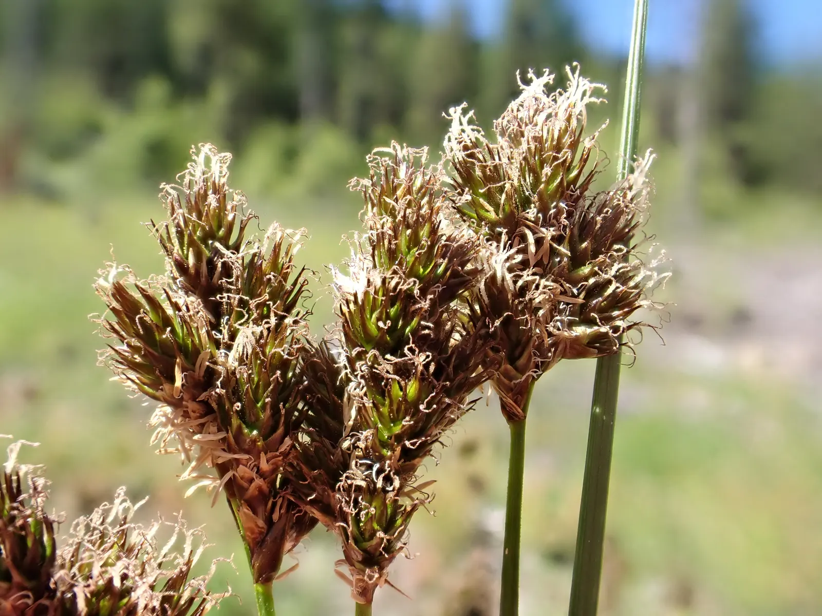 Chamisso Sedge (Carex Pachystachya) — Chamisso Sedge (Carex pachystachya) is a hardy perennial sedge thriving in USDA zones 4-9; adaptable to various soils
