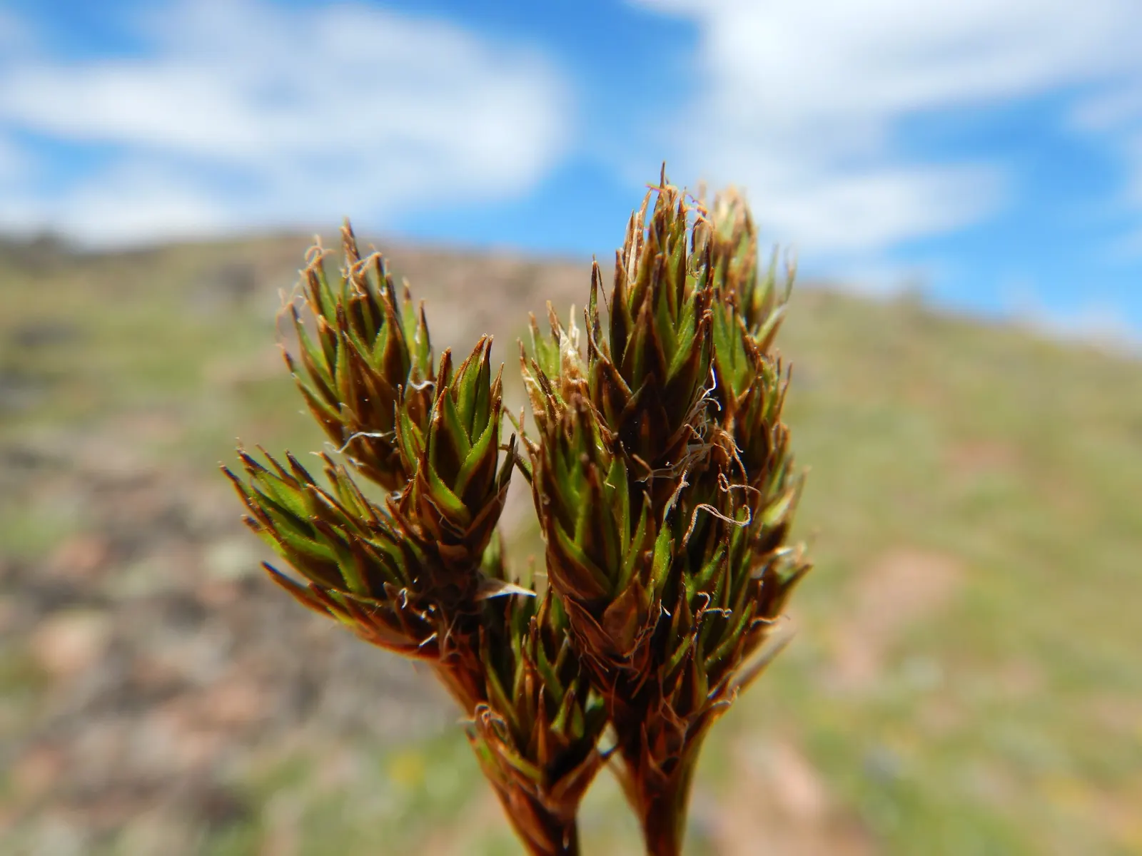 Chamisso Sedge (Carex Pachystachya) — is an enduringly fresh and resilient addition to any landscape