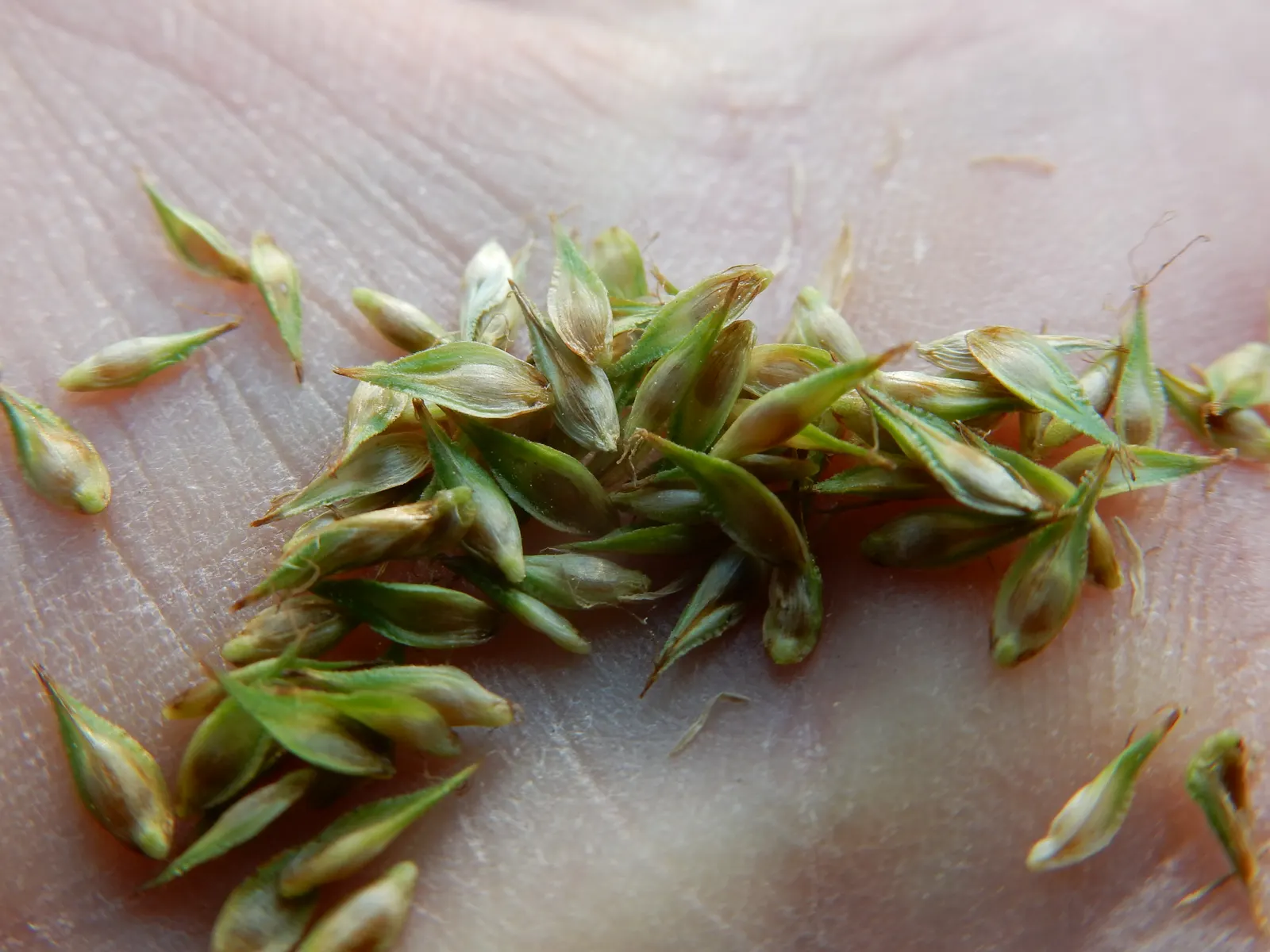 Chamisso Sedge (Carex Pachystachya) — scientifically known as Carex pachystachya