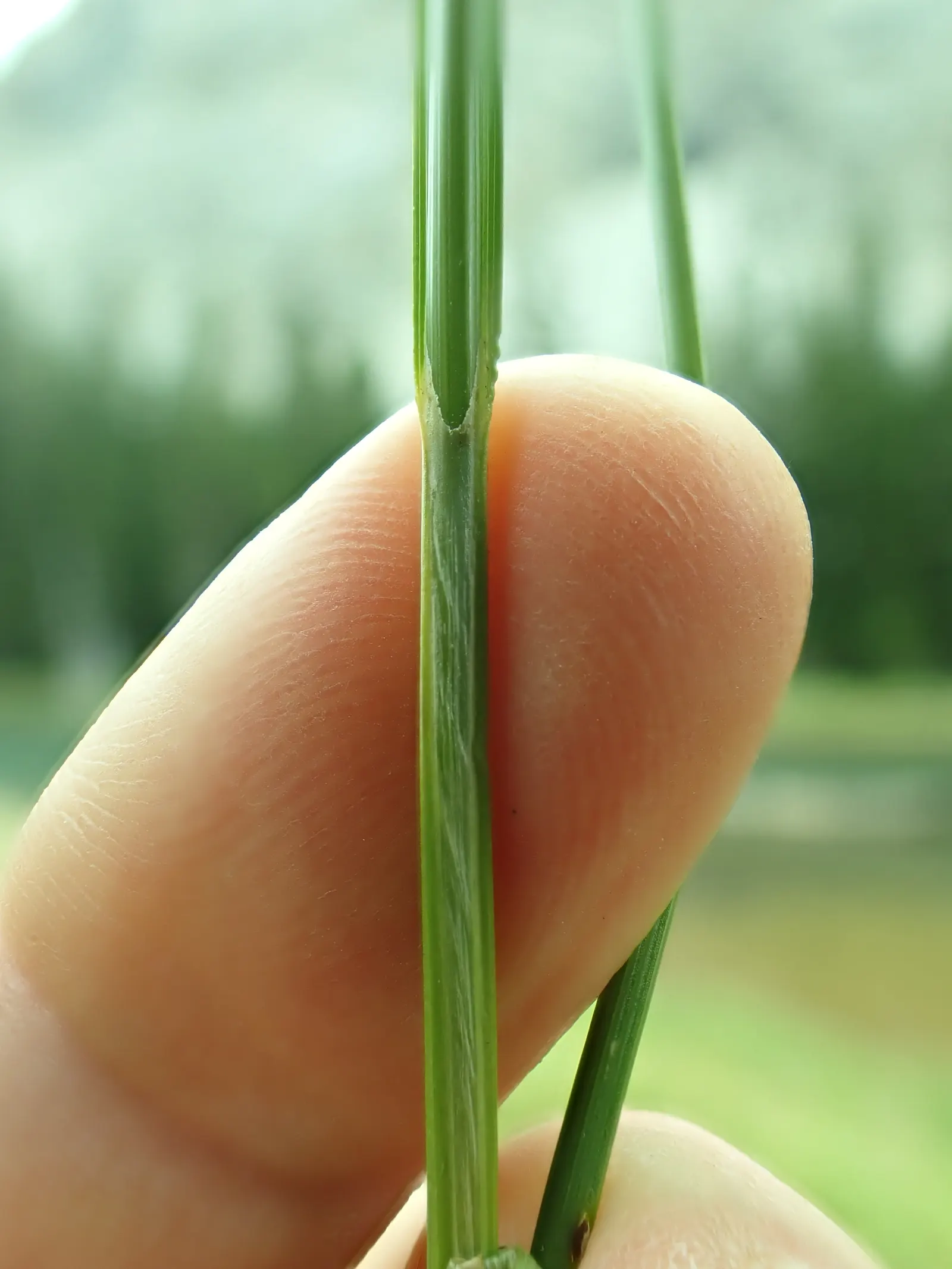 Chamisso Sedge (Carex Pachystachya) — making it an ideal ground cover or accent plant.<br><br>Native to North America